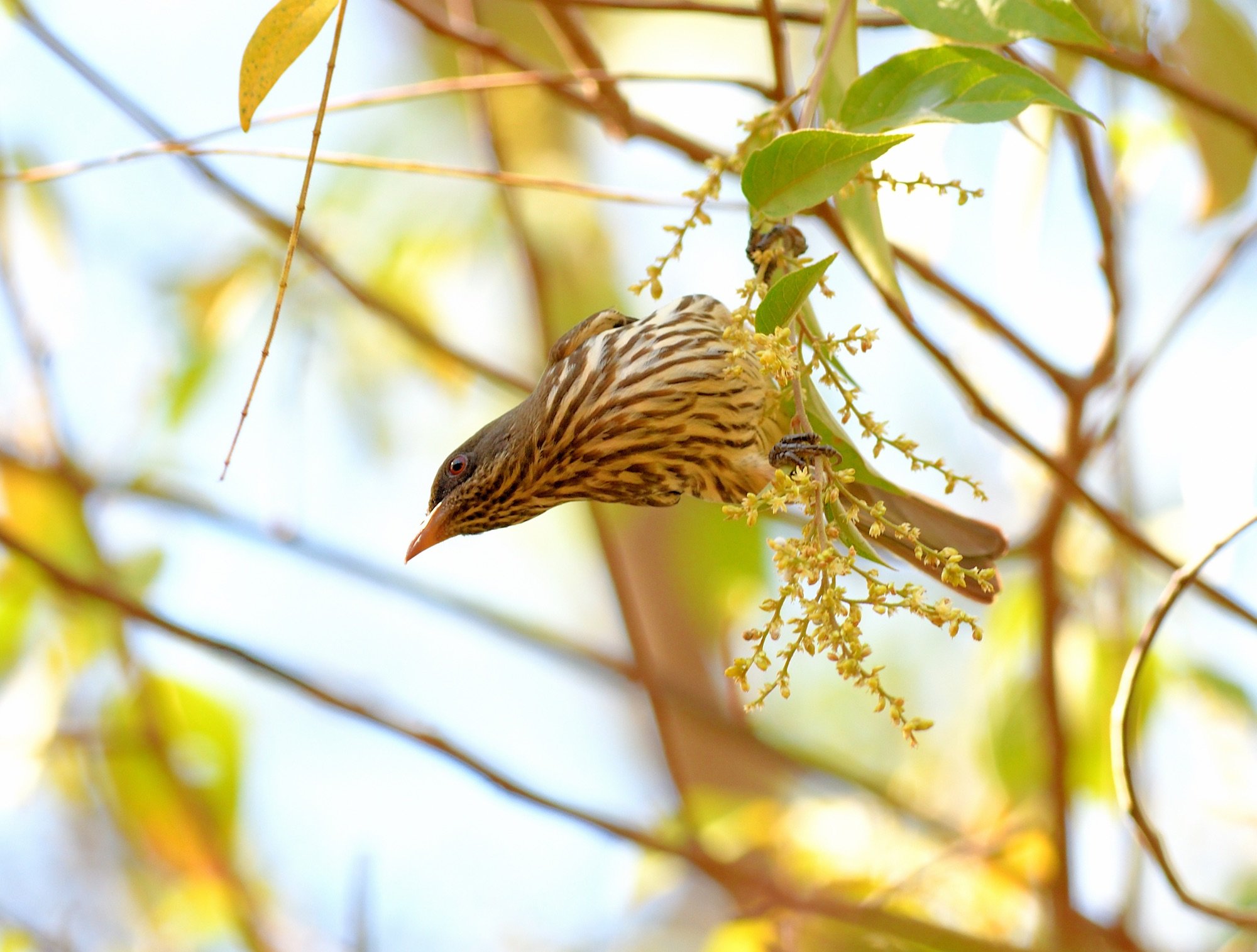 Palm Chat