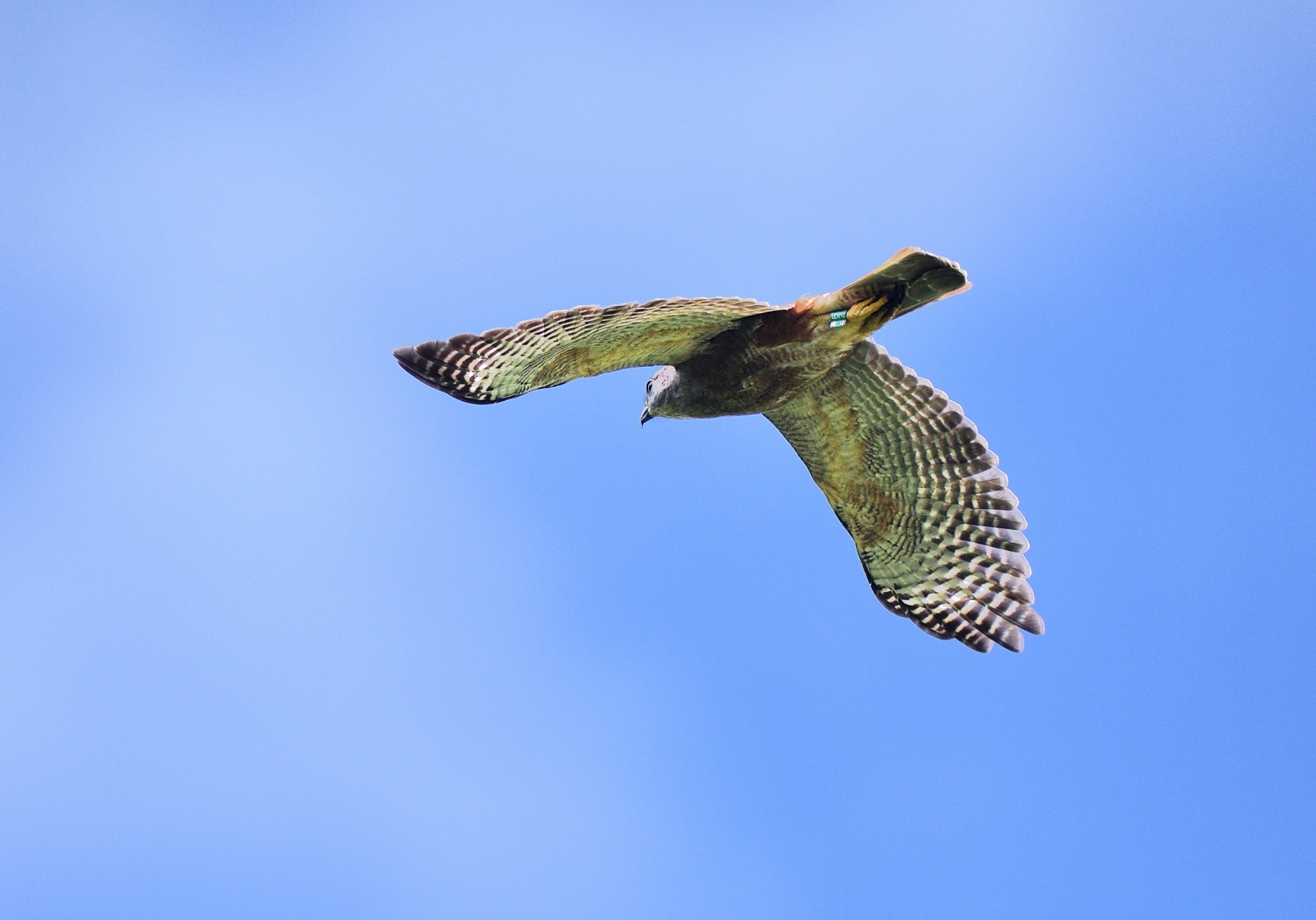 Ridgway's Hawk