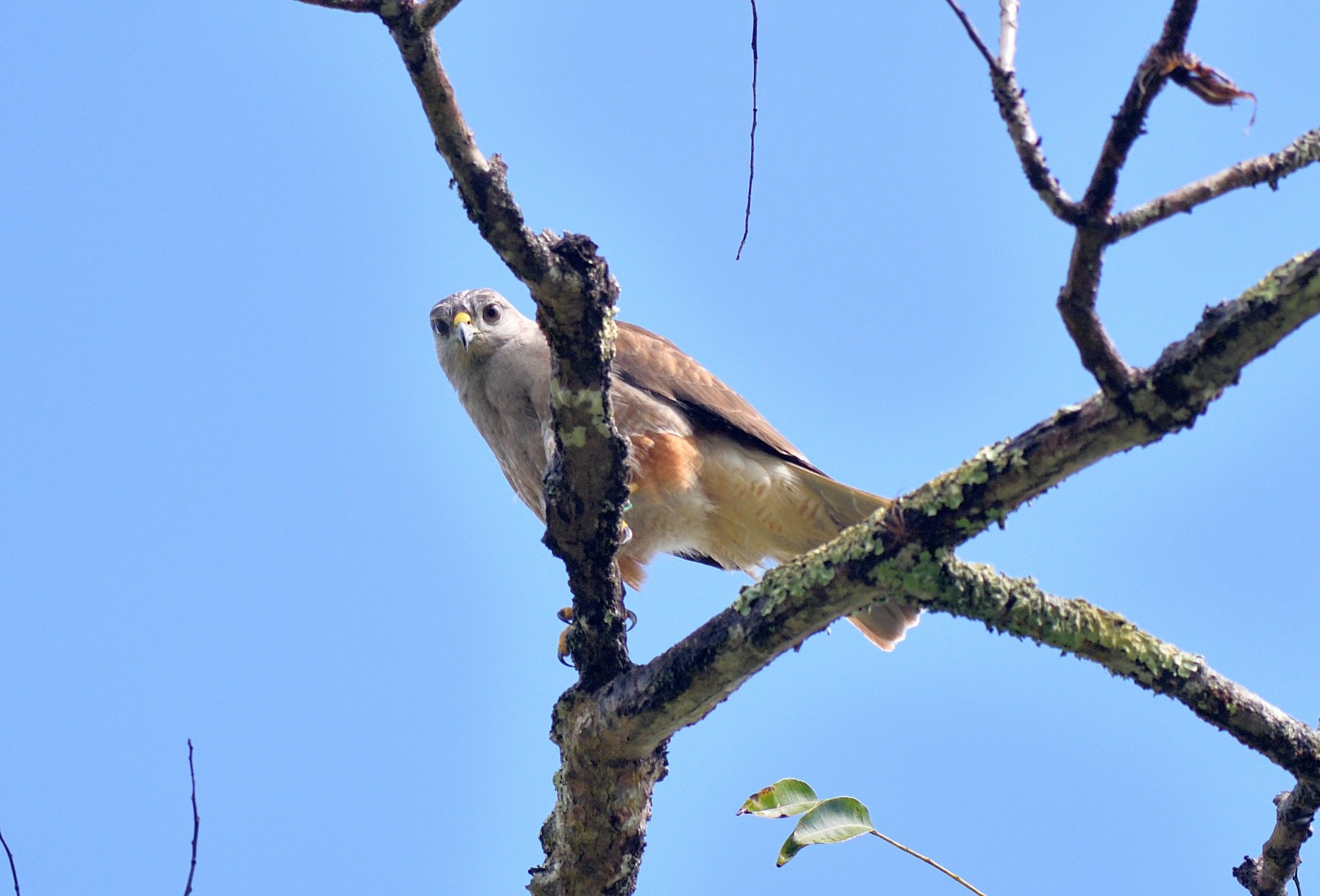 Ridgway's Hawk