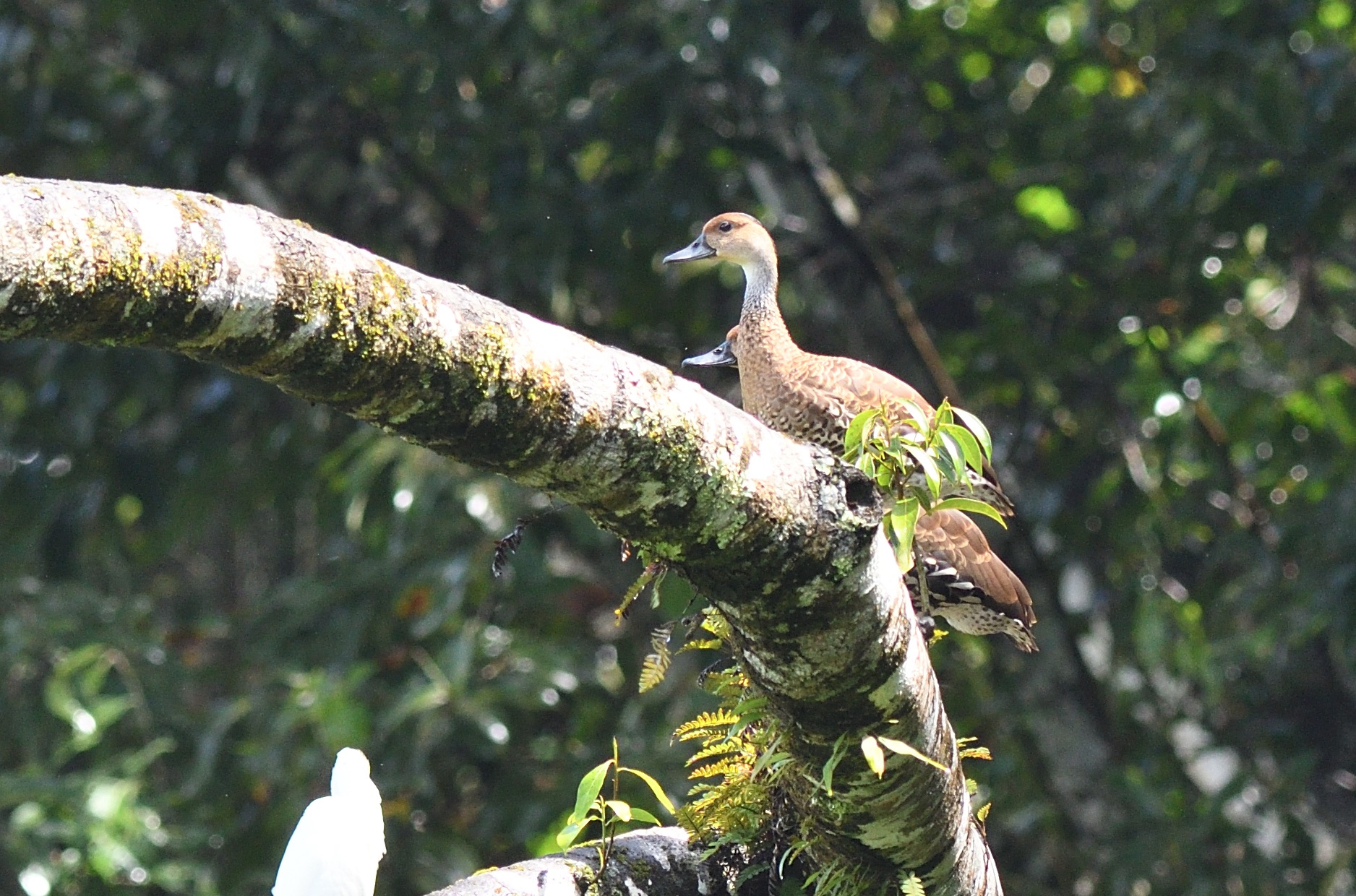 West Indian Whistling-Duck