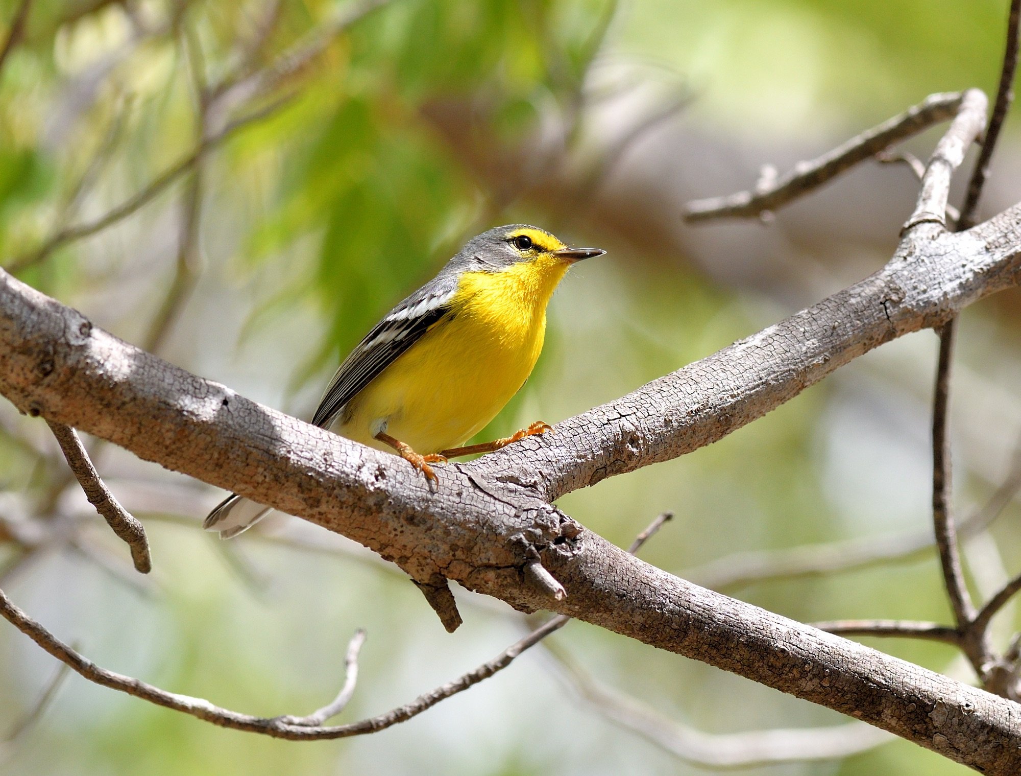 Adelaide's Warbler - Maricao, Puerto Rico, March 202200001_03