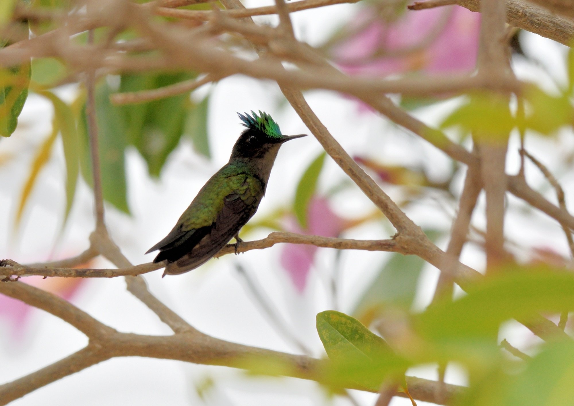 Antillean Crested Hummingbird