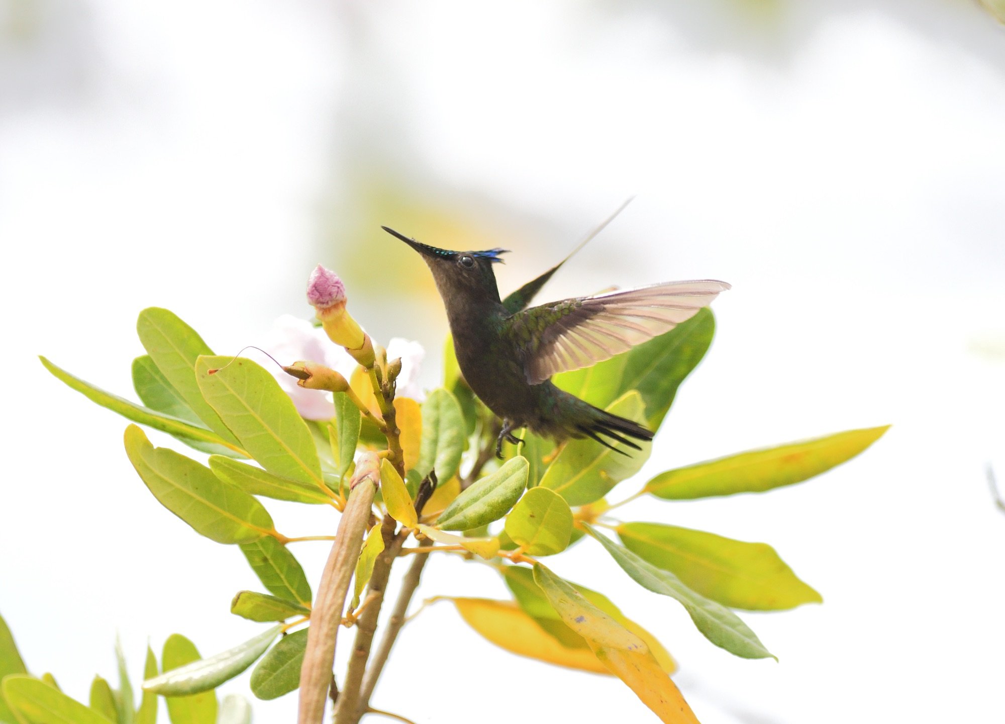 Antillean Crested Hummingbird