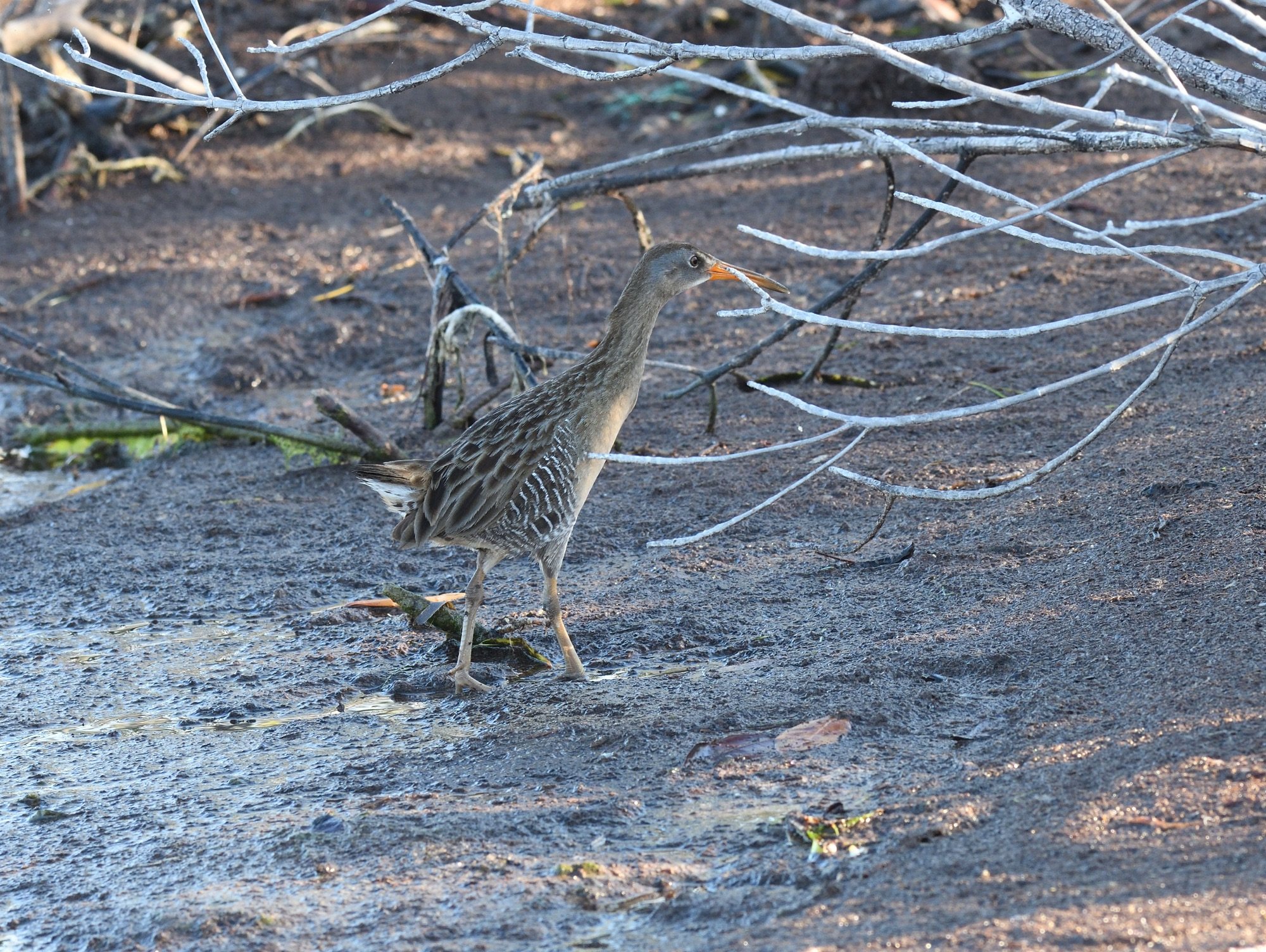 Clapper Rail