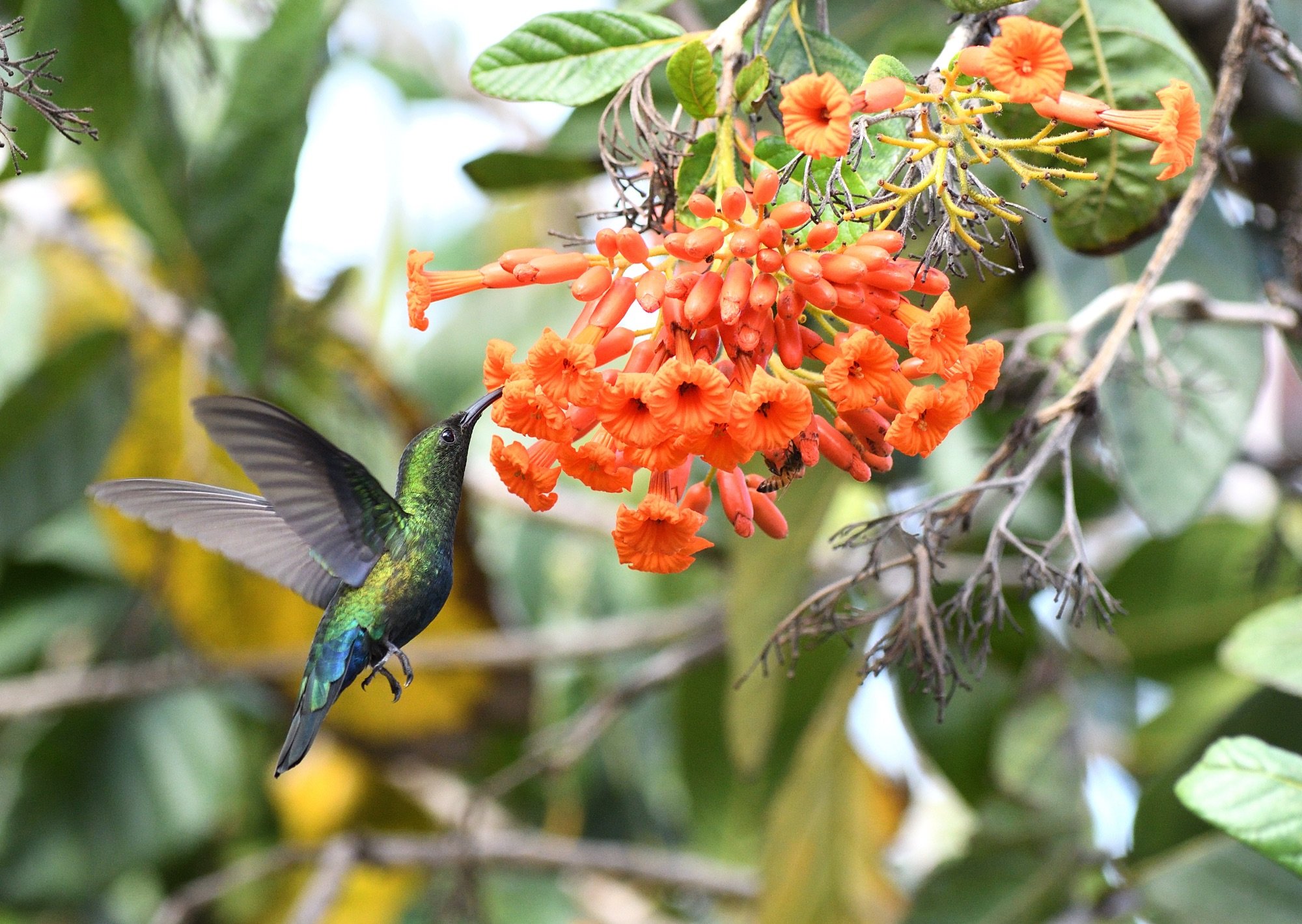 Green-throated Carib