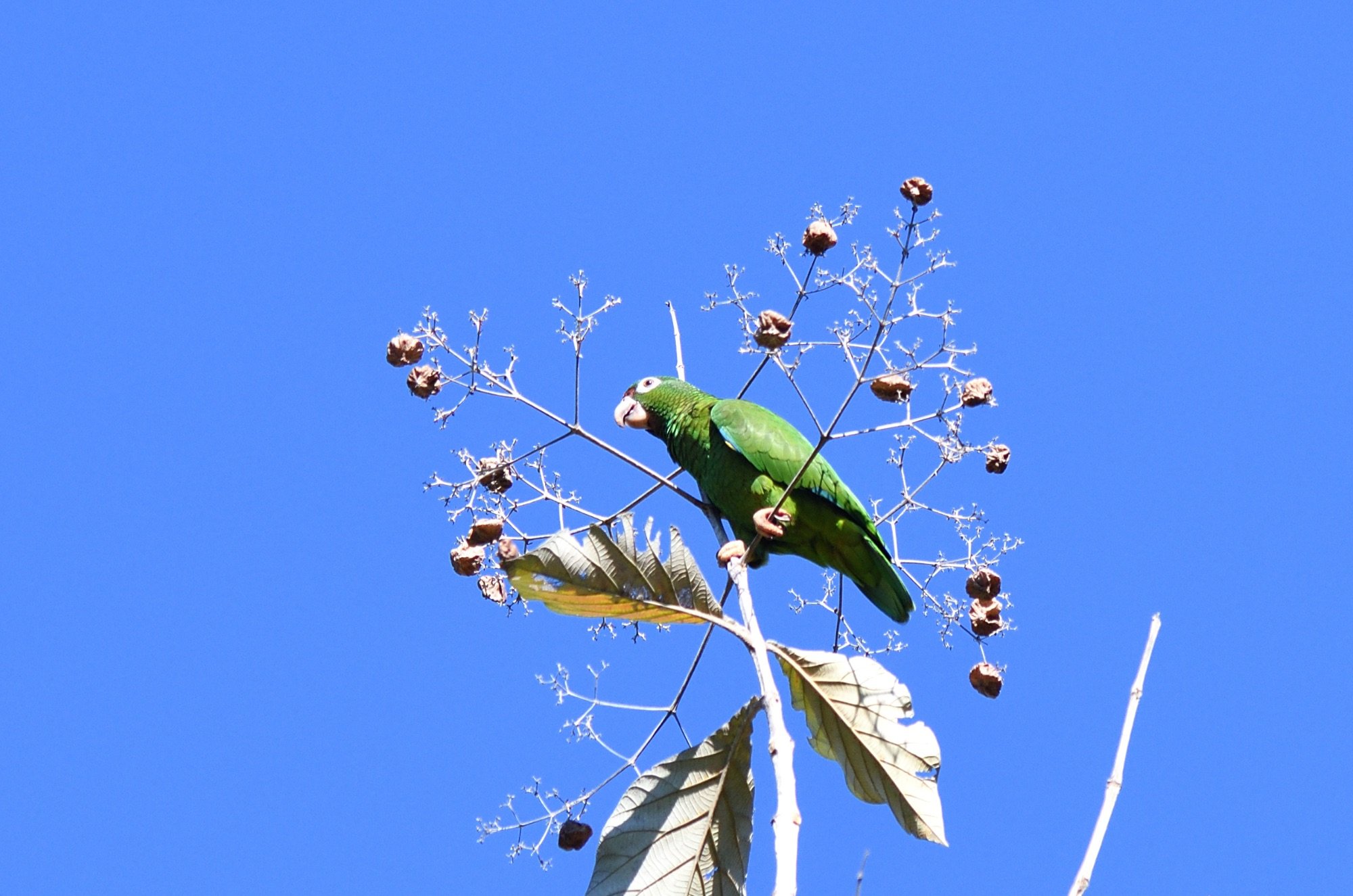 Puerto Rican Amazon