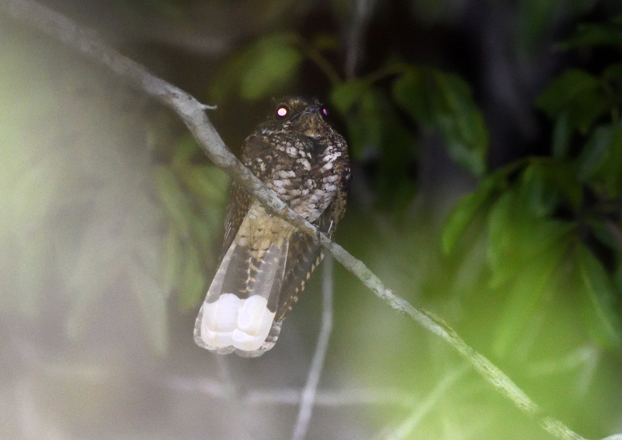 Puerto Rican Nightjar