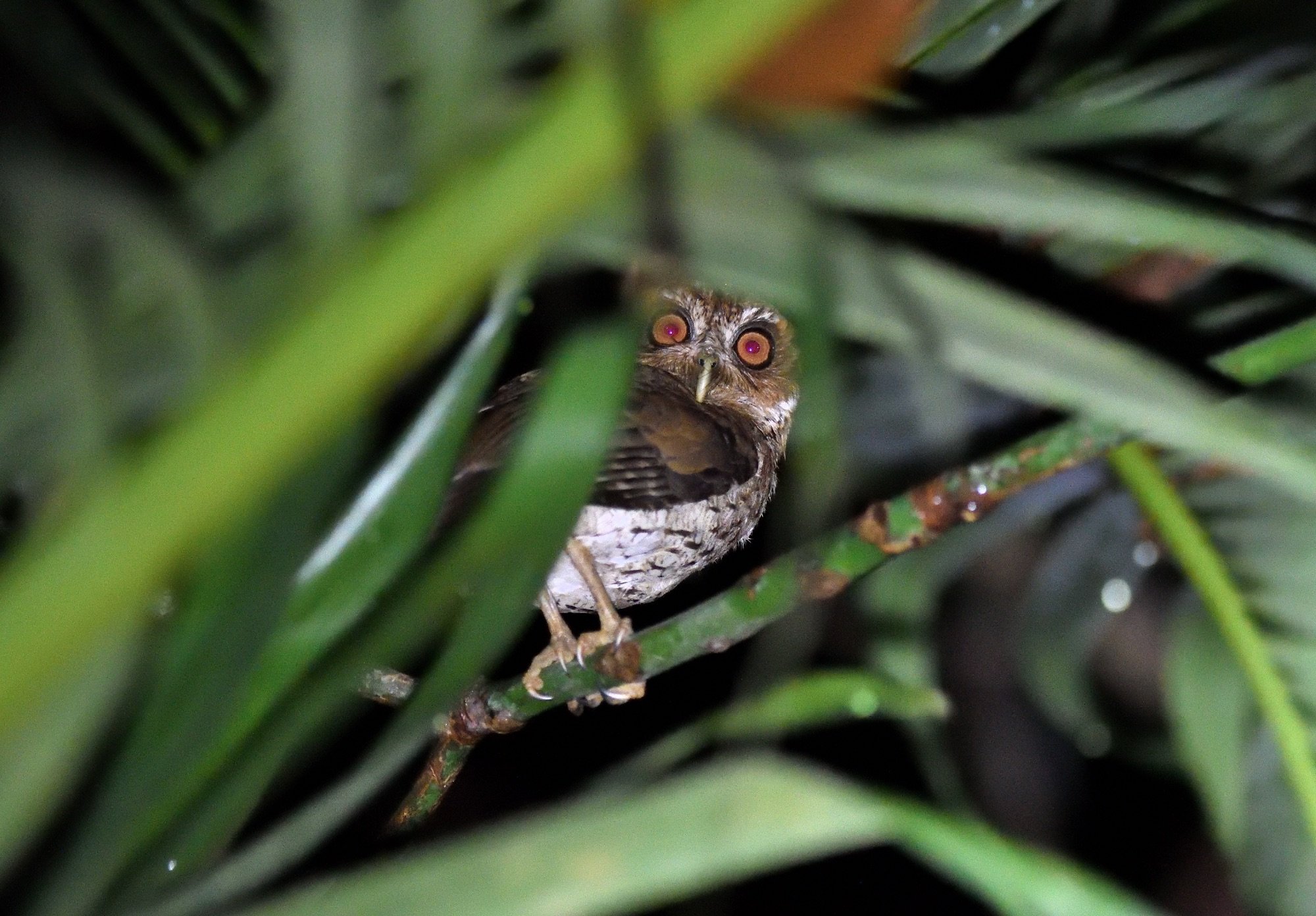 Puerto Rican Screech Owl