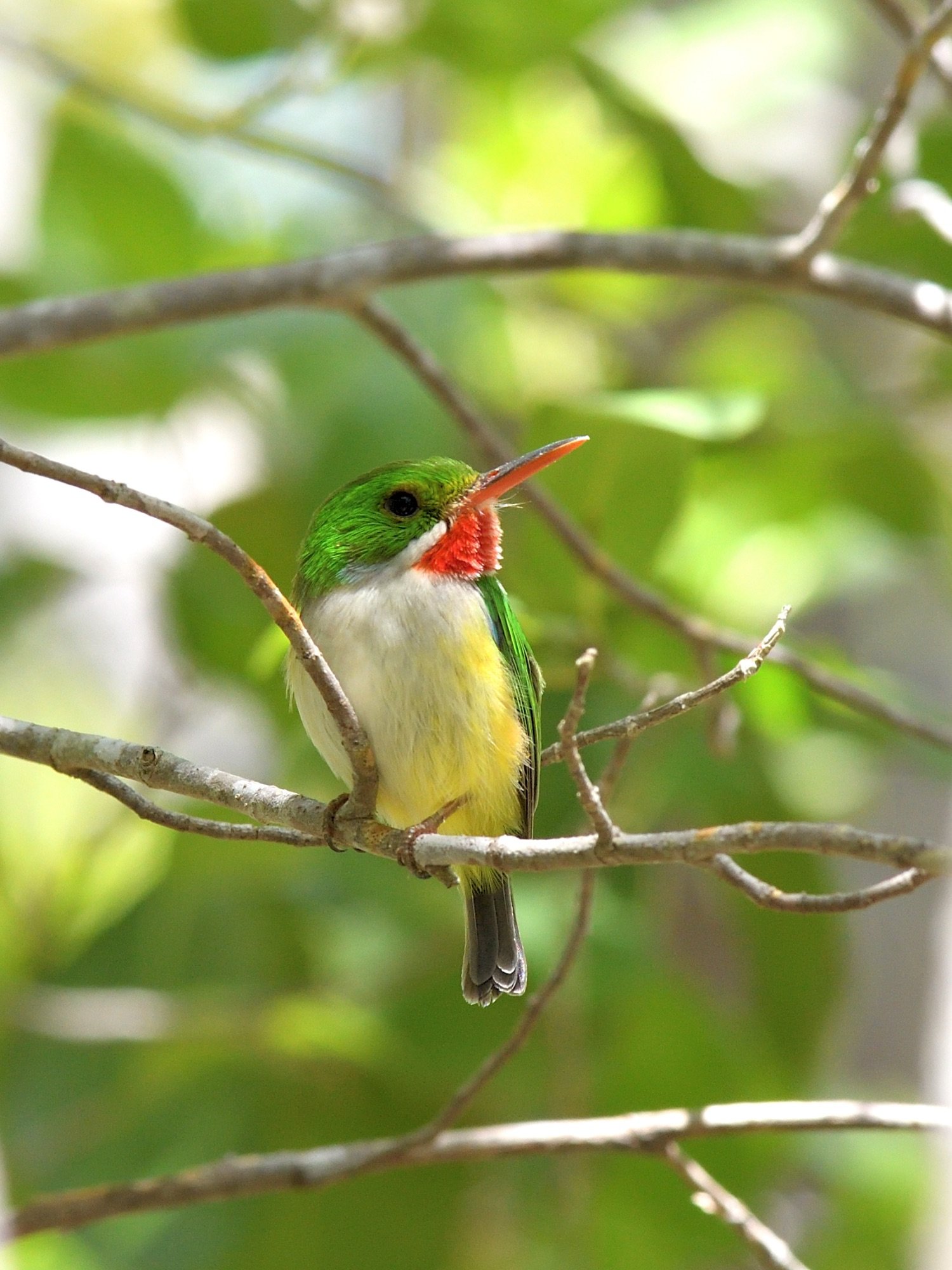 Puerto Rican Tody