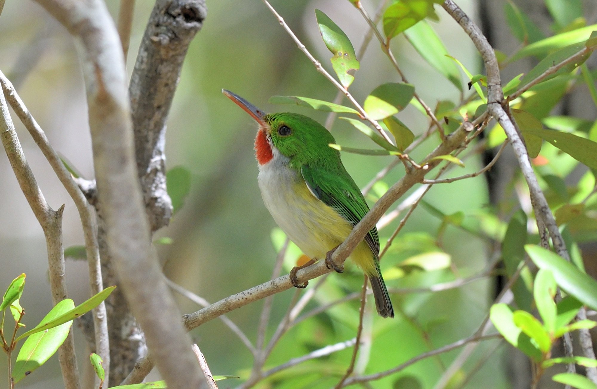 puerto rican tody