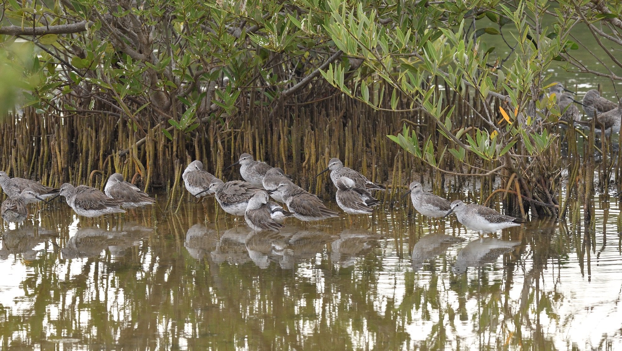 Stilt Sandpipers