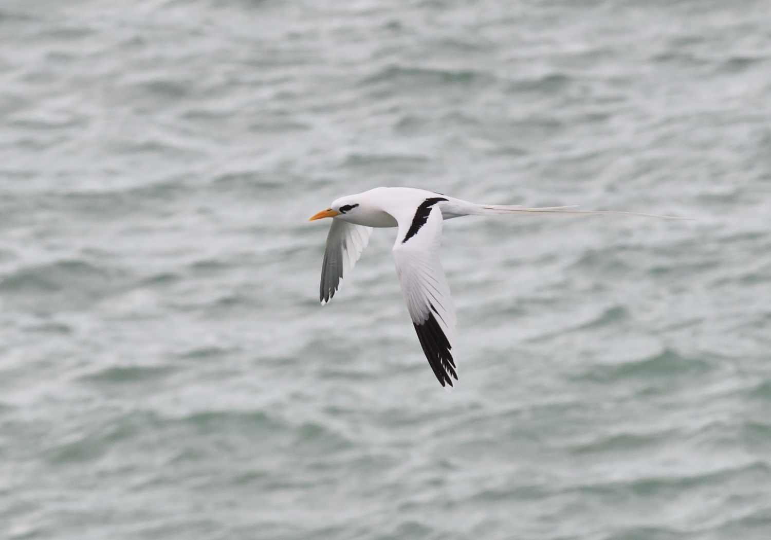 Zoothera Birding - Birdwatching Holidays Around the World
