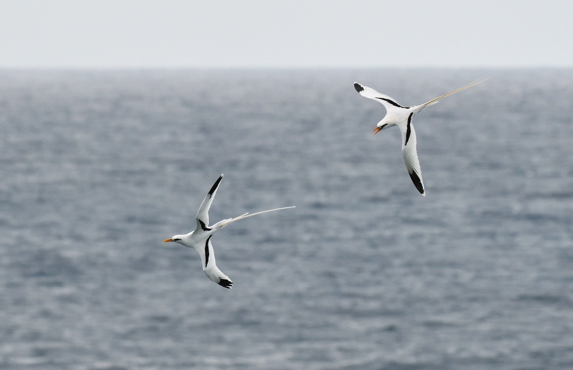 White-tailed tropicbirds