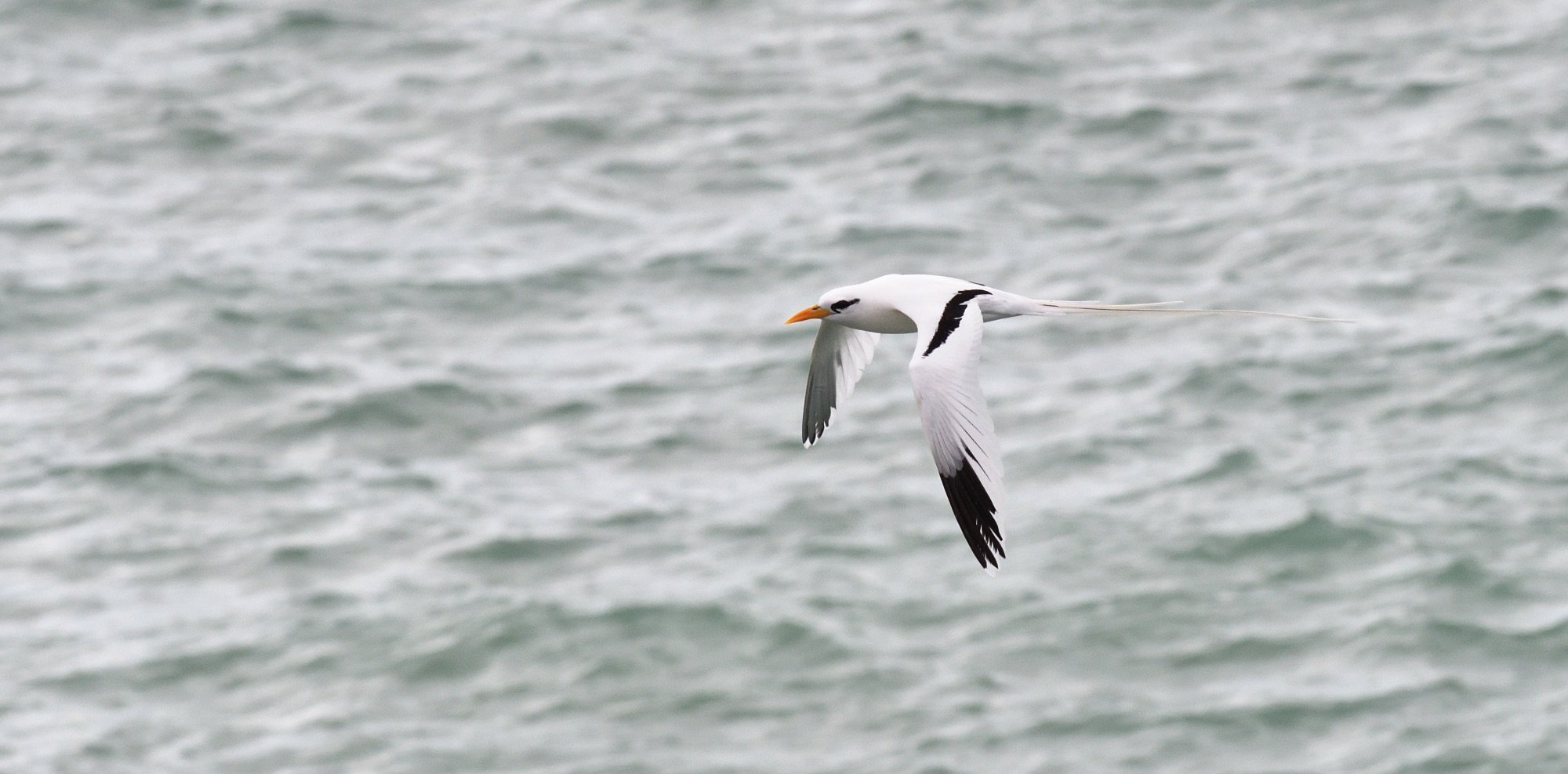     White-tailed tropicbird