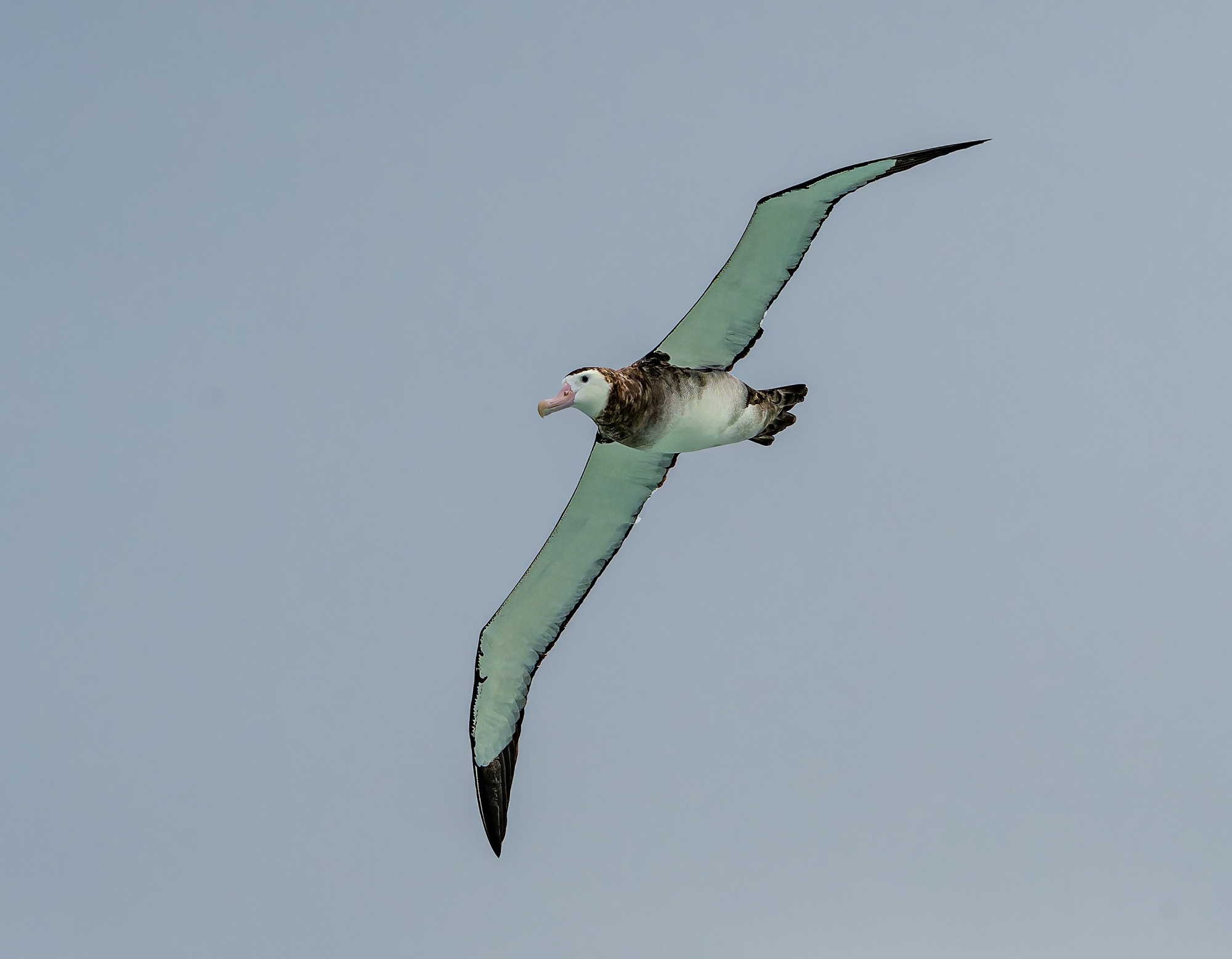 Antipodean Albatross