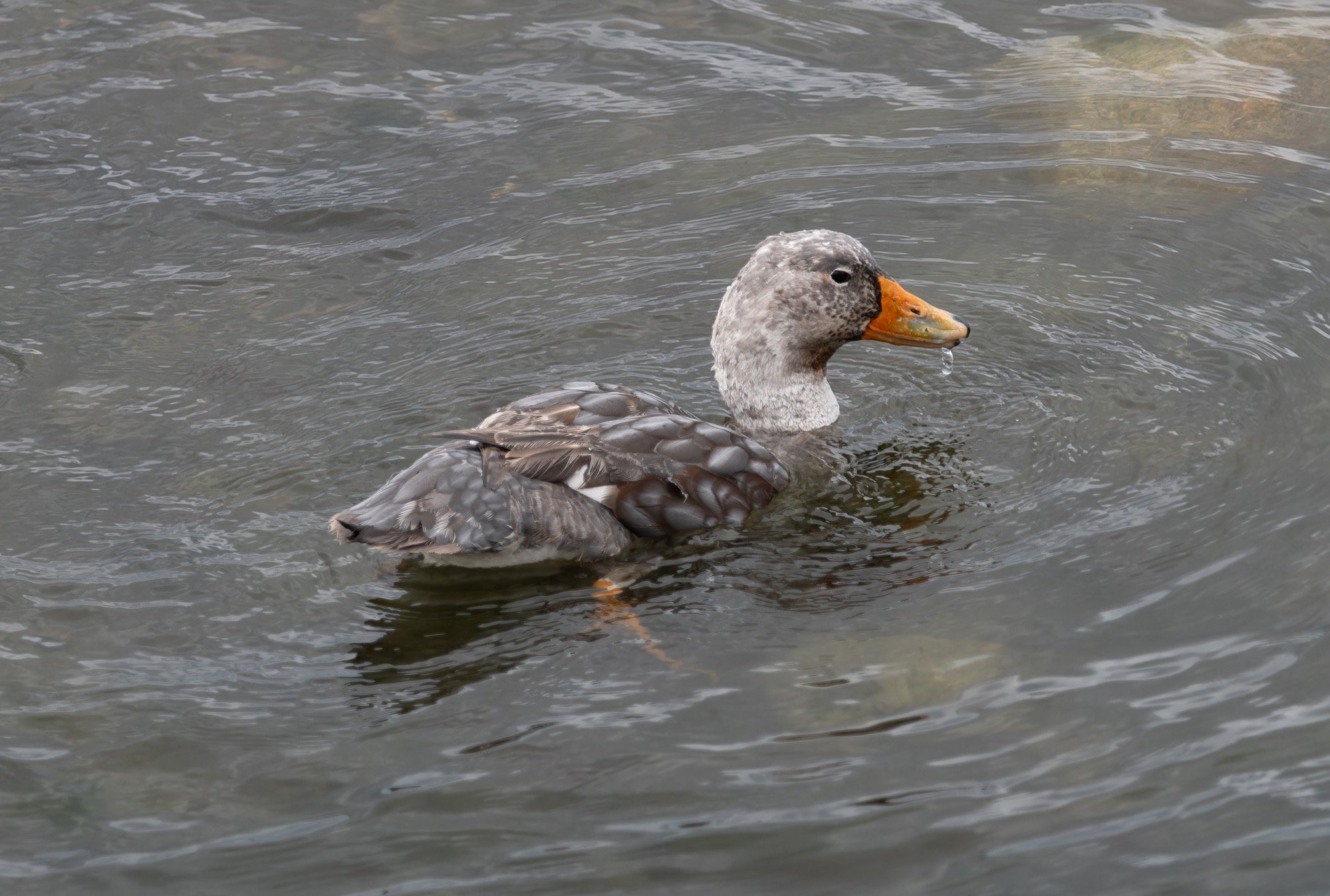 flightless steamer-duck