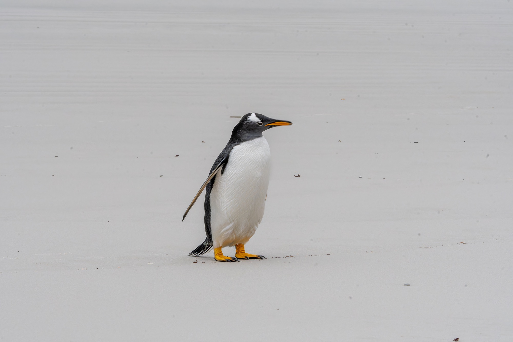 gentoo penguin