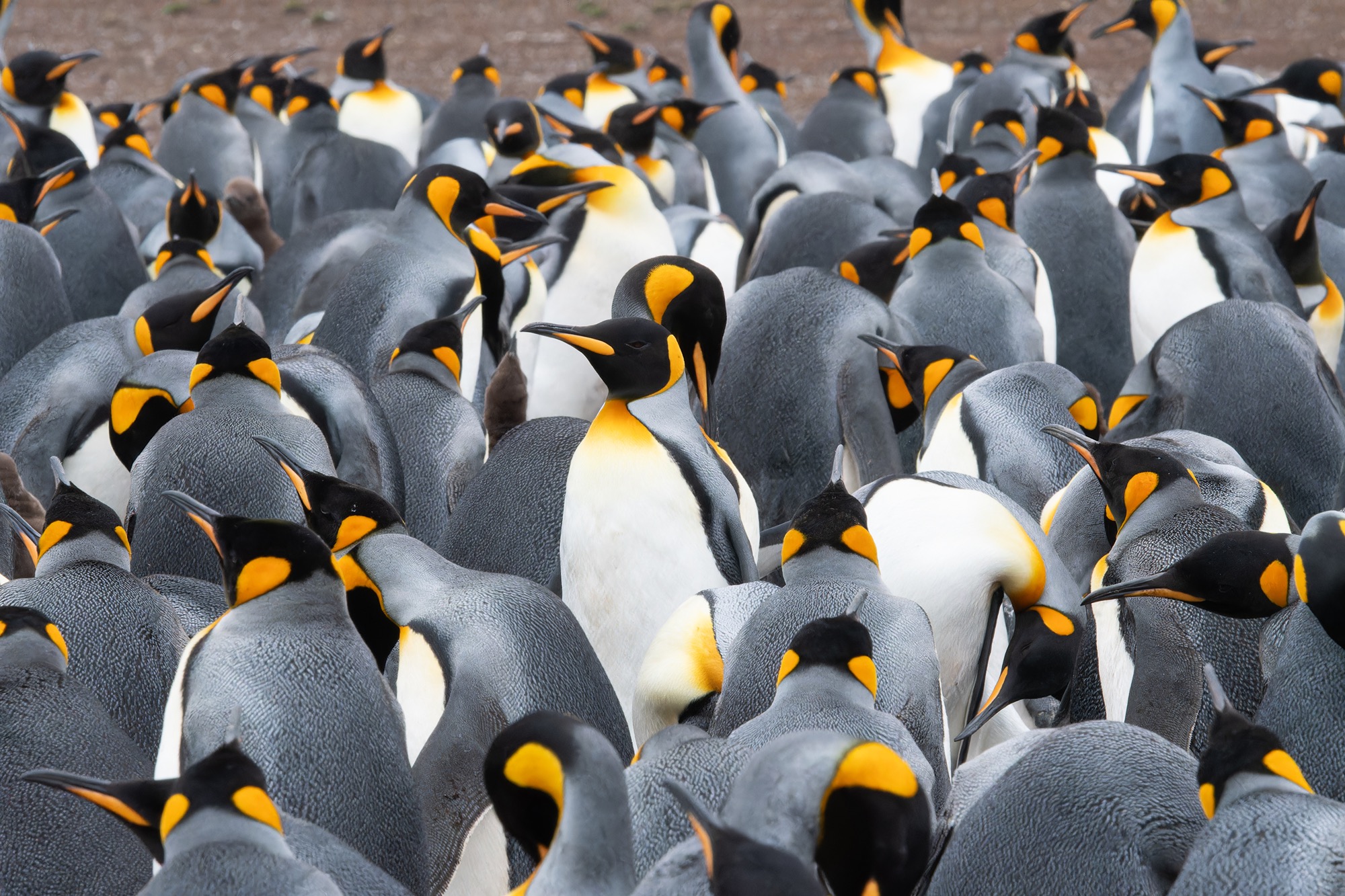 King Penguins