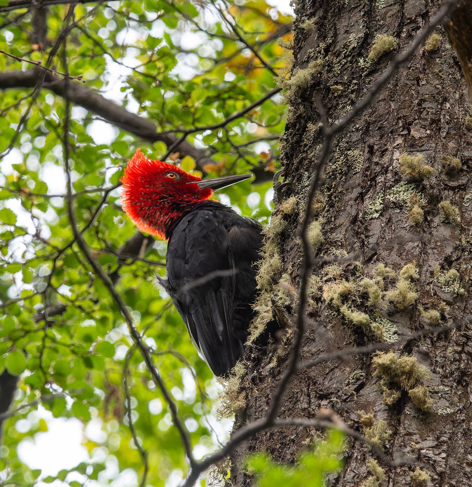 Magellanic Woodpecker