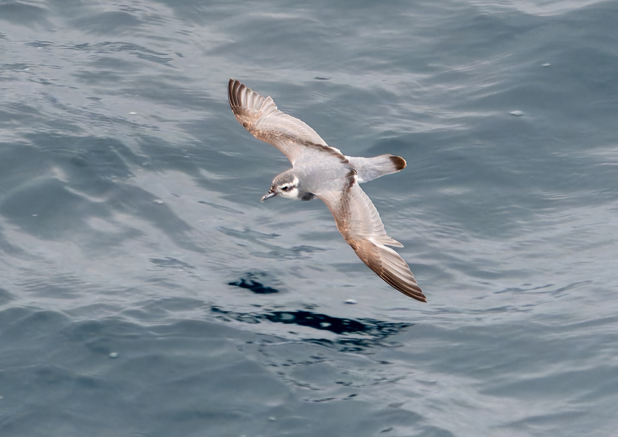 Slender-billed Prion