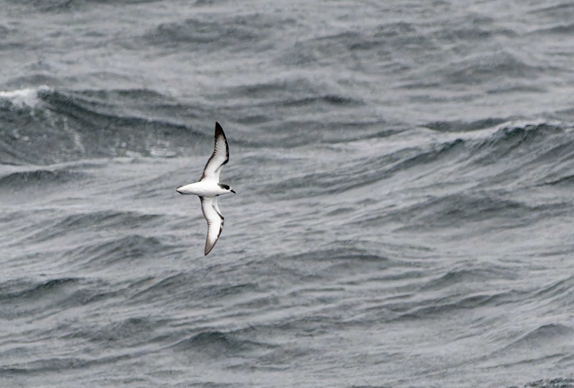 Stejneger's Petrel