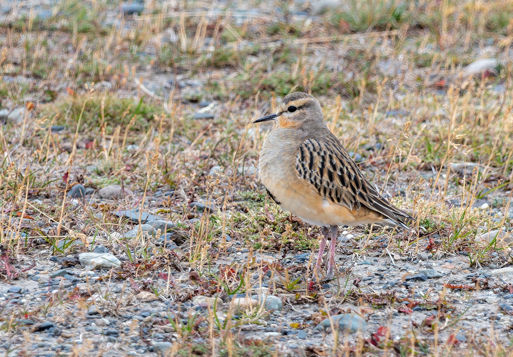 tawny-throated dotterel