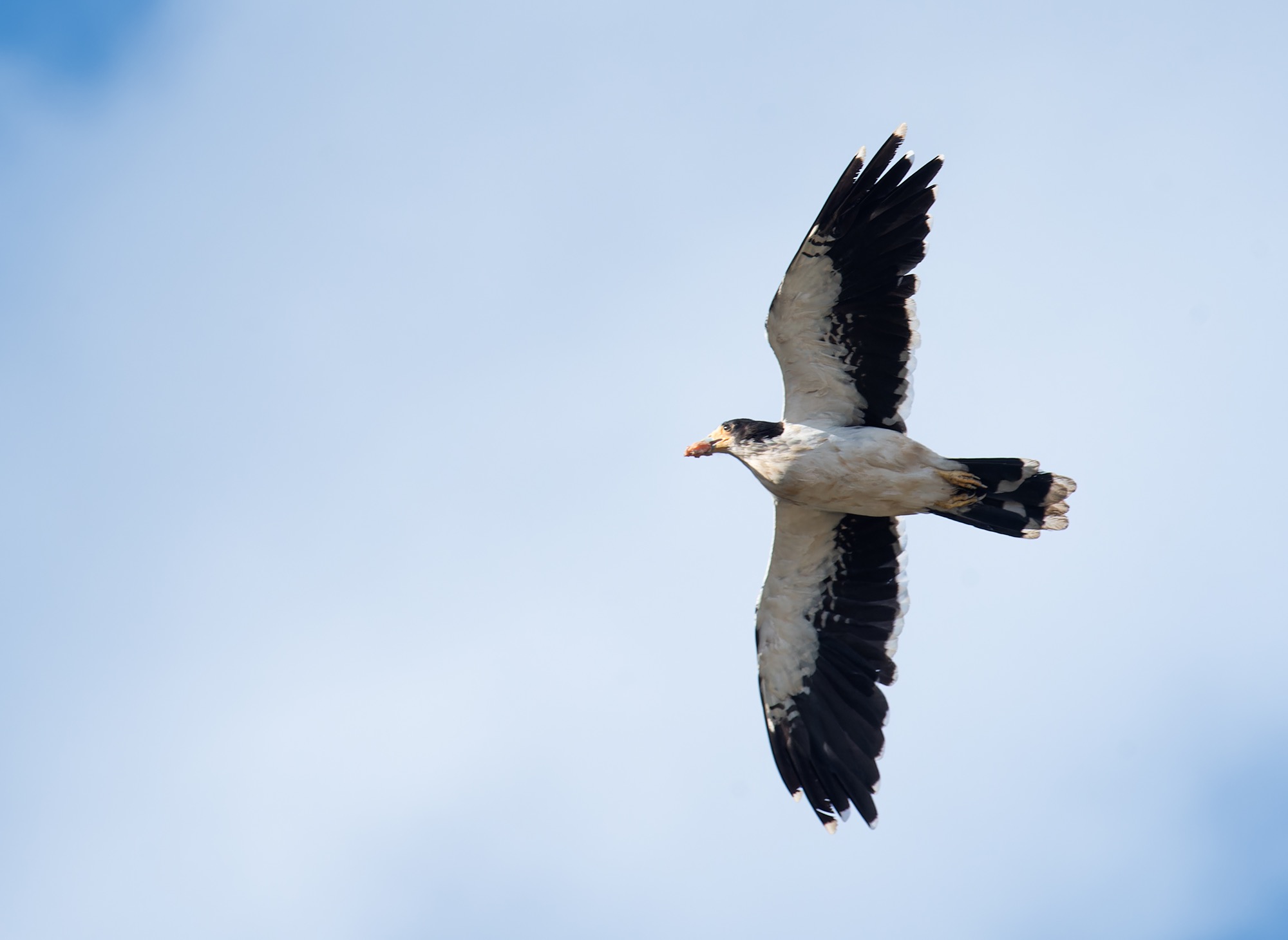 White-throated Caracara