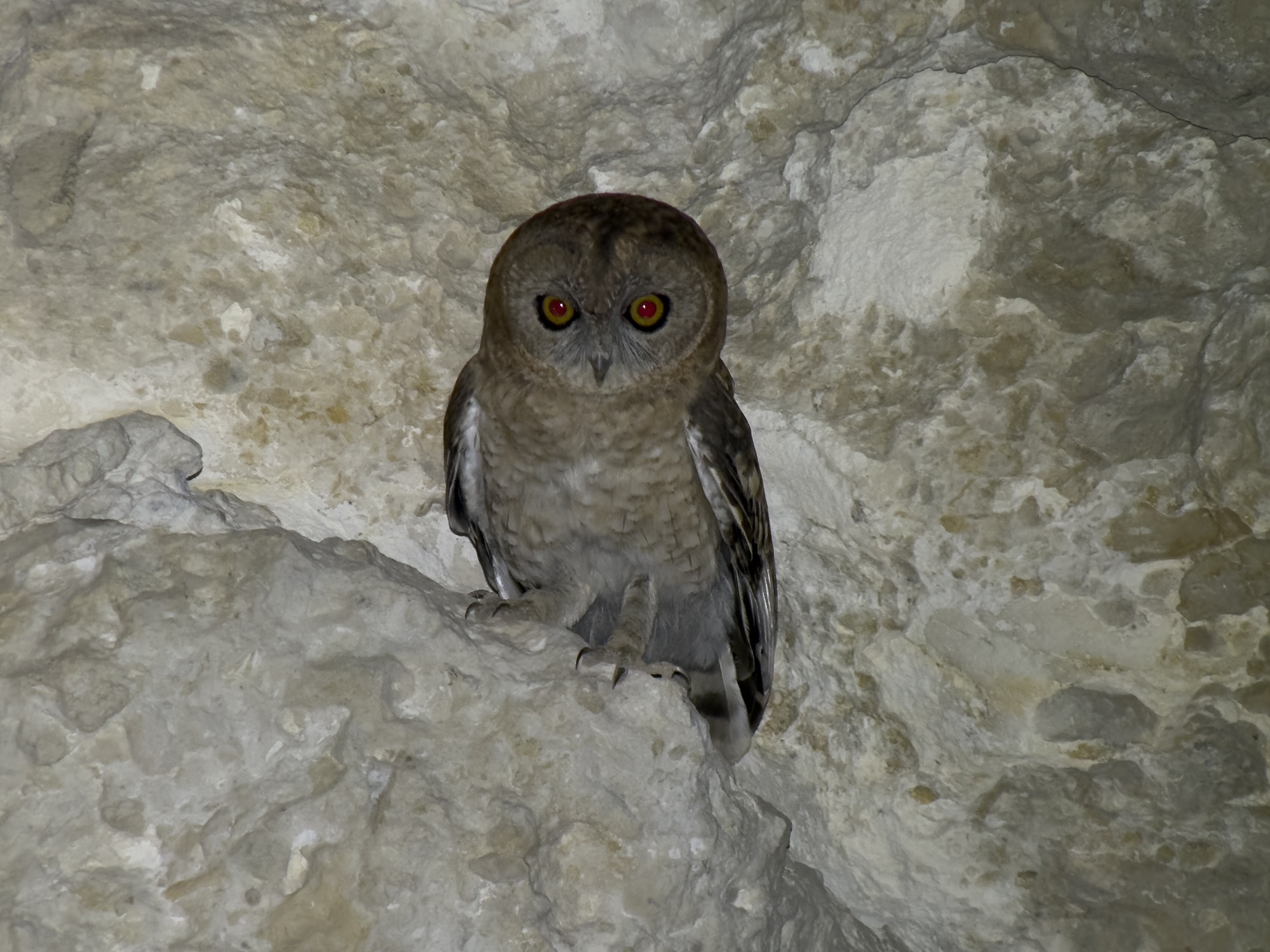 desert owl