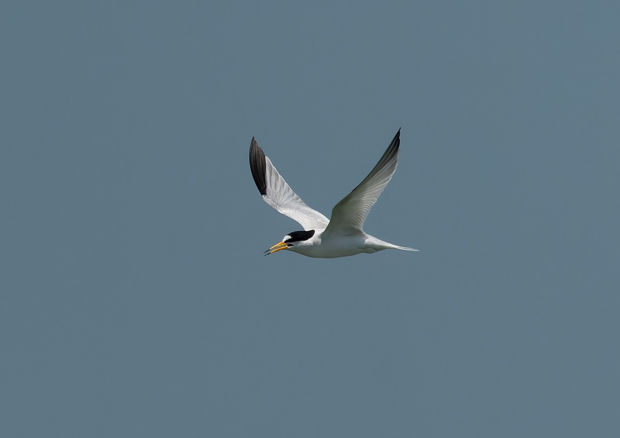 Saunders's Tern