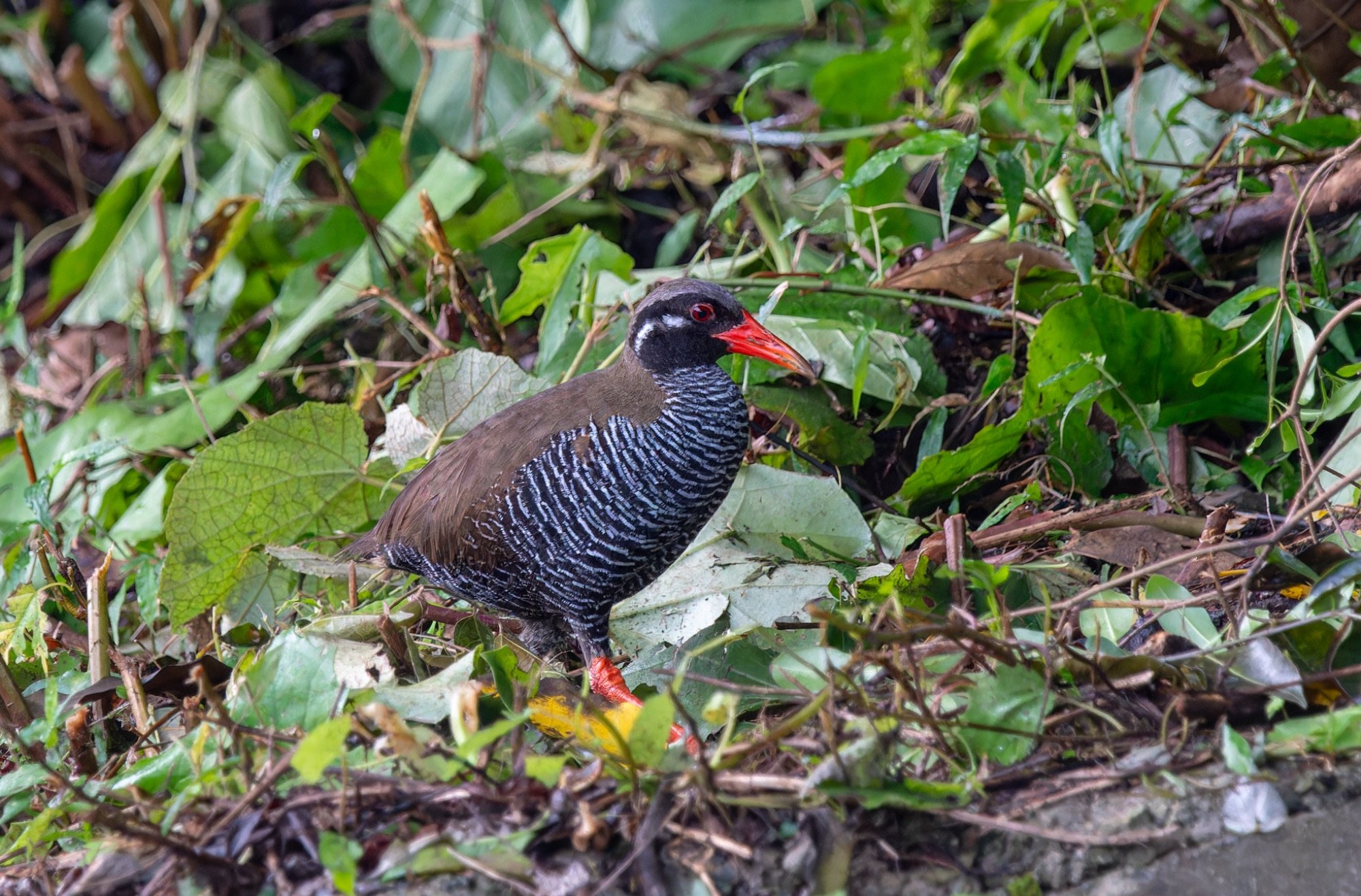 okinawa rail