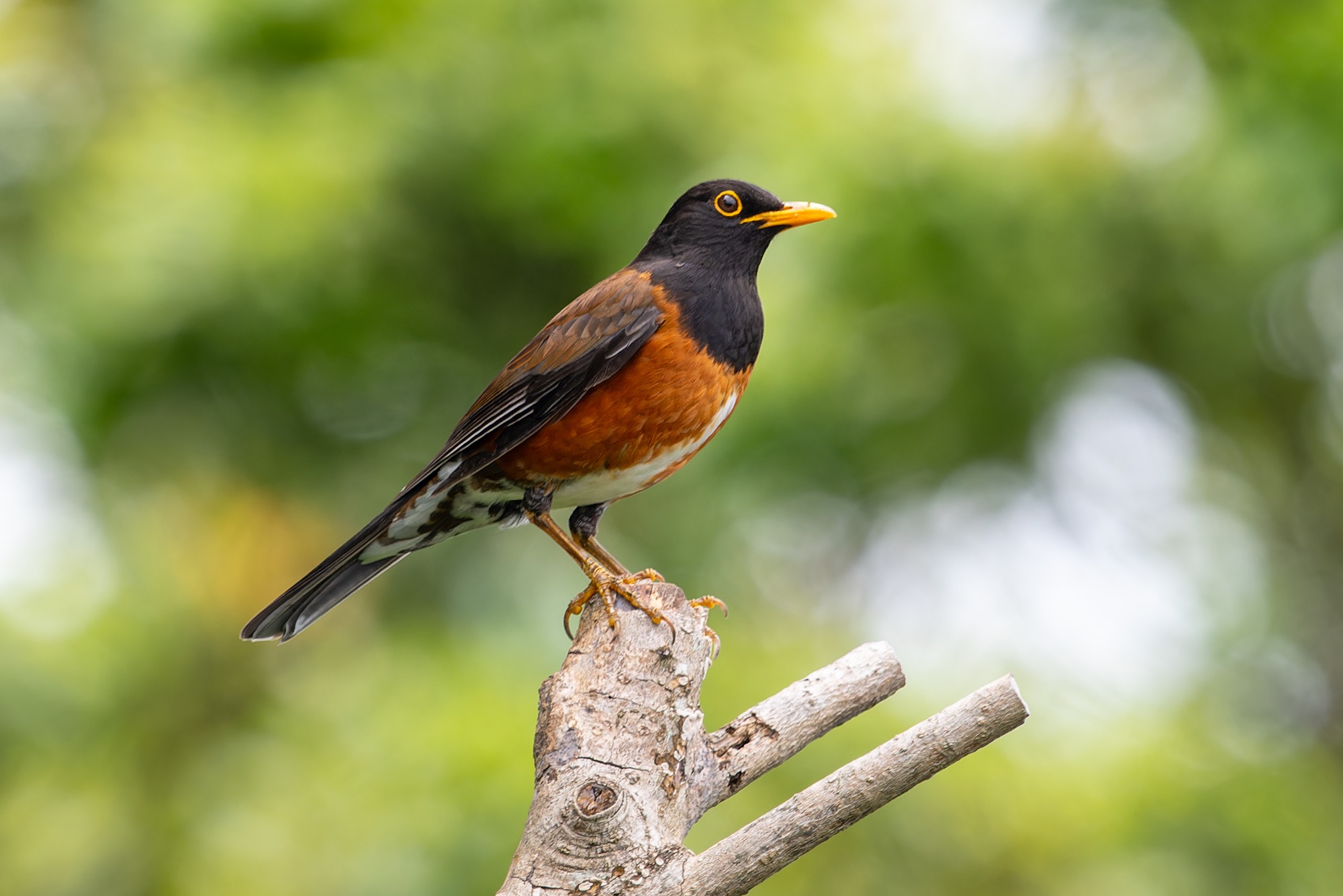 ashy thrush