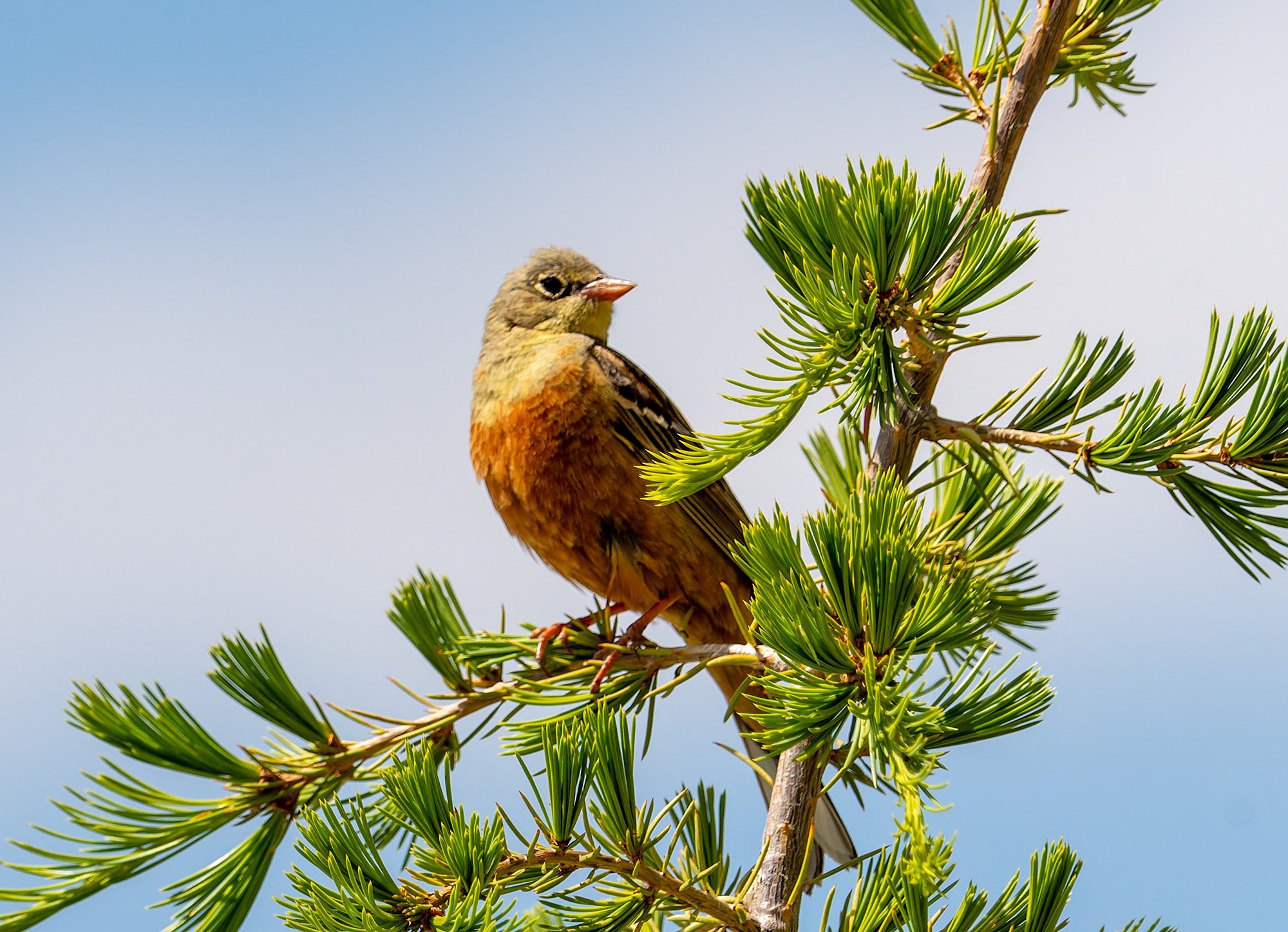 Ortolan Bunting