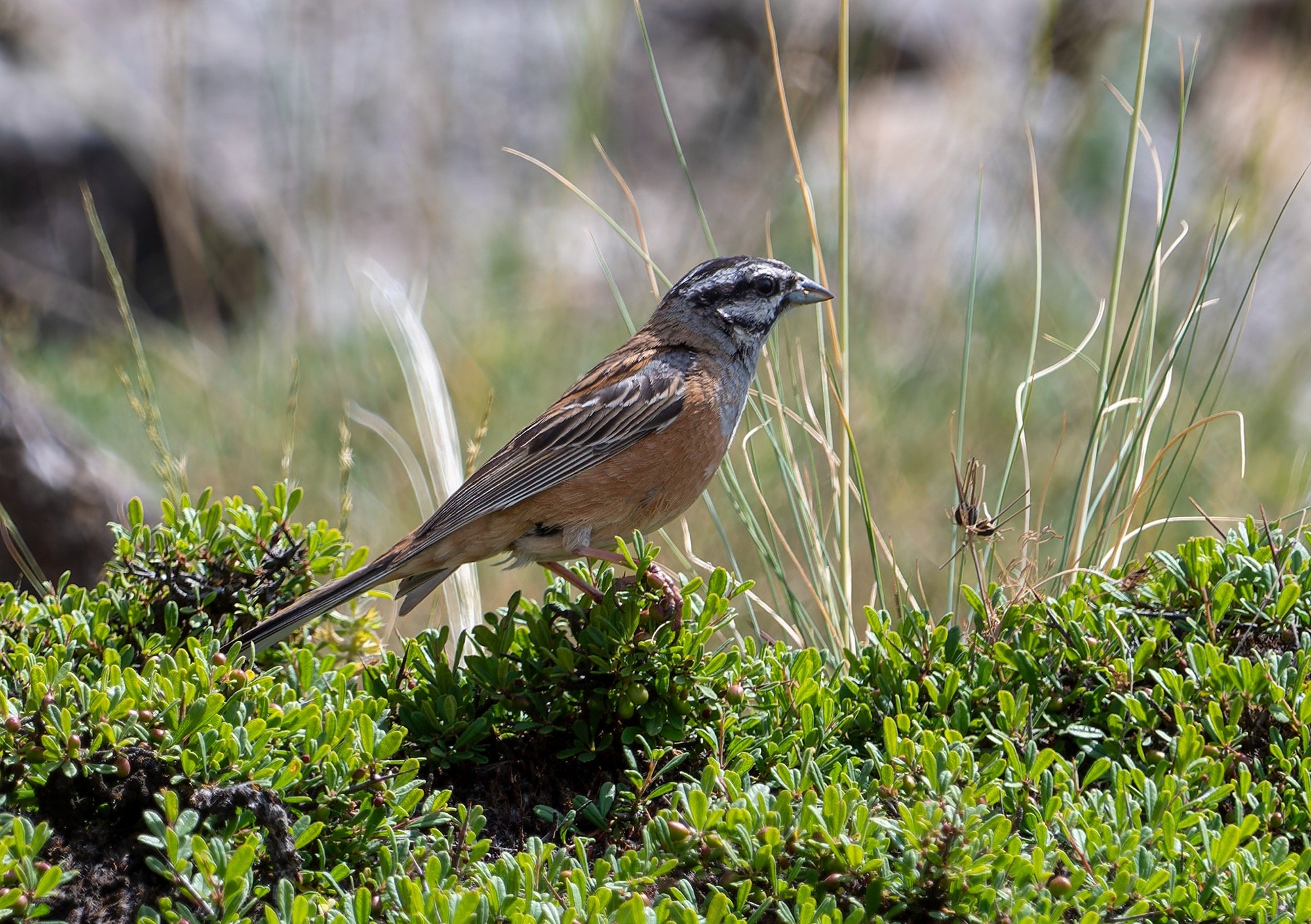 Rock Bunting