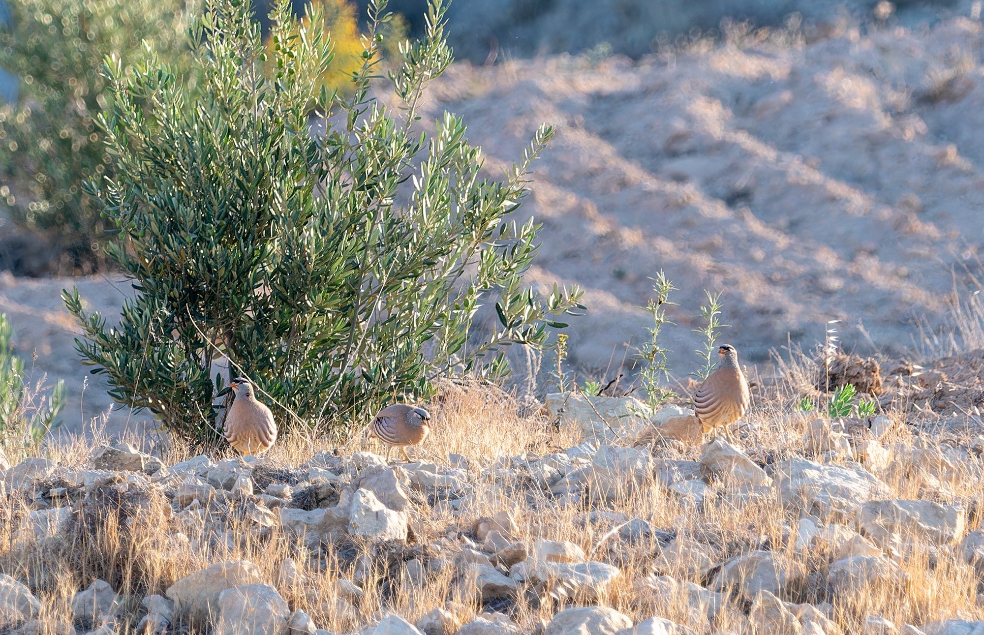 Se-See Partridge