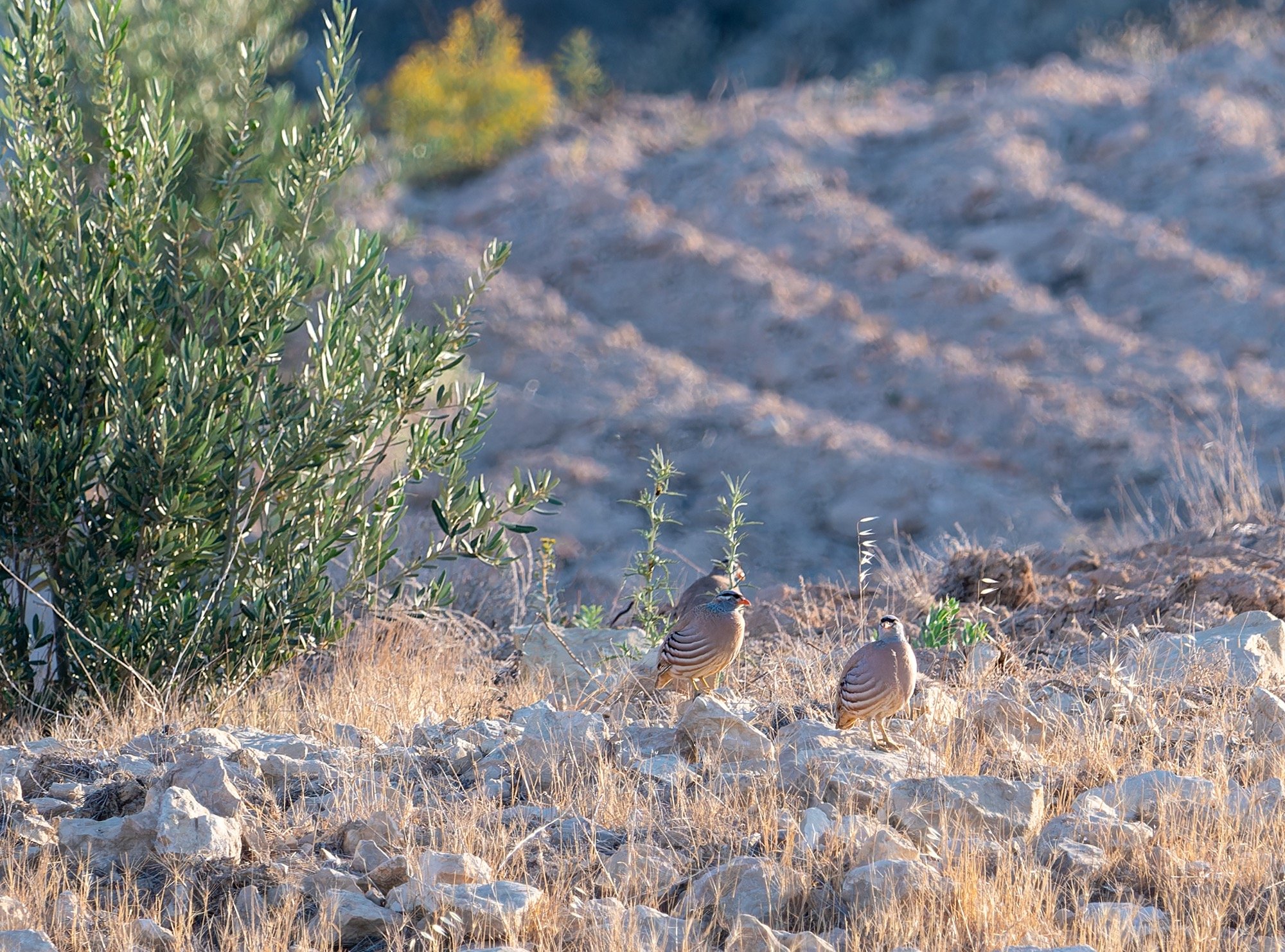 See-See Partridge
