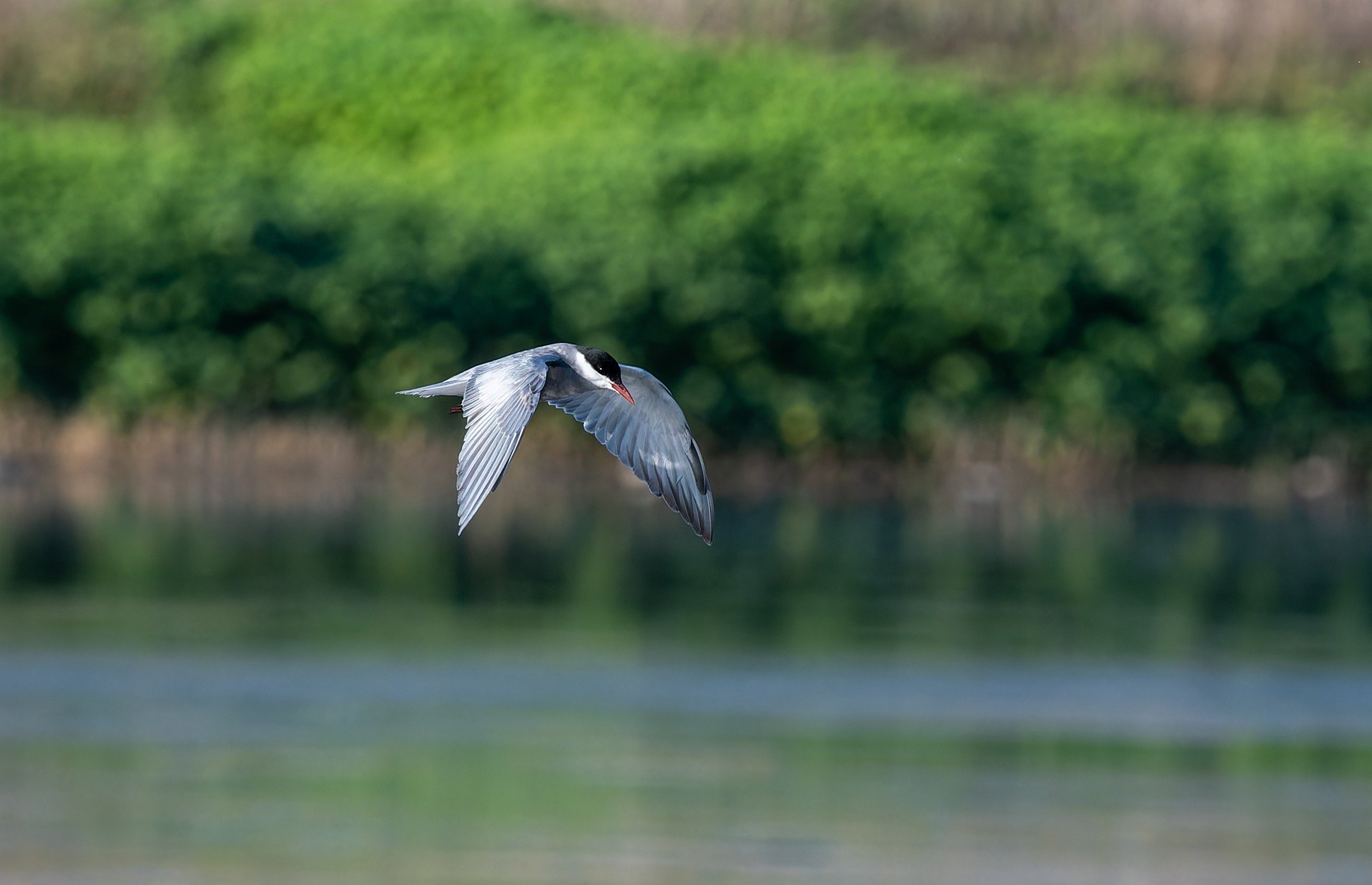 Whiskered Tern