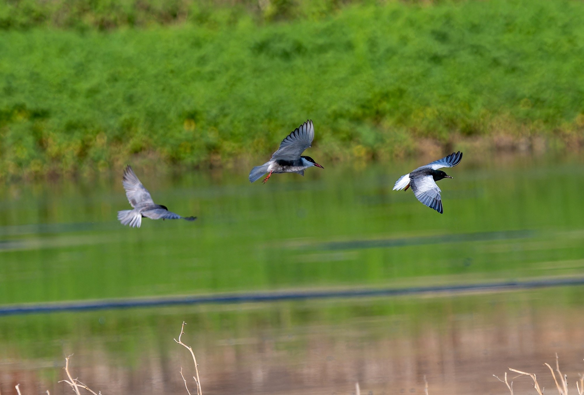 White-winged Tern