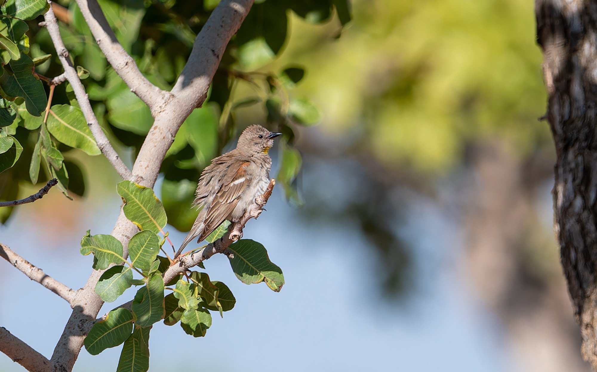 Yellow-throated Sparrow