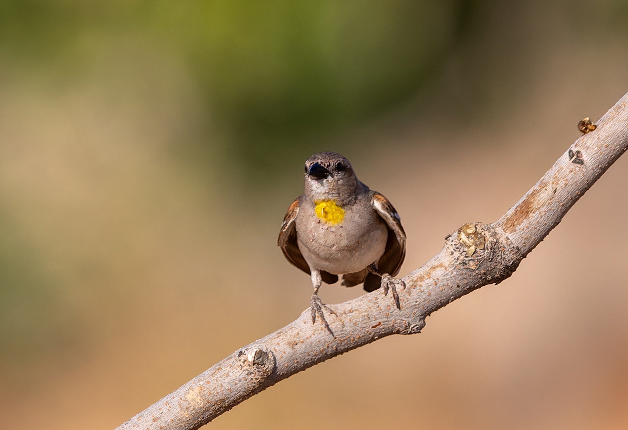 Yellow-throated Sparrow