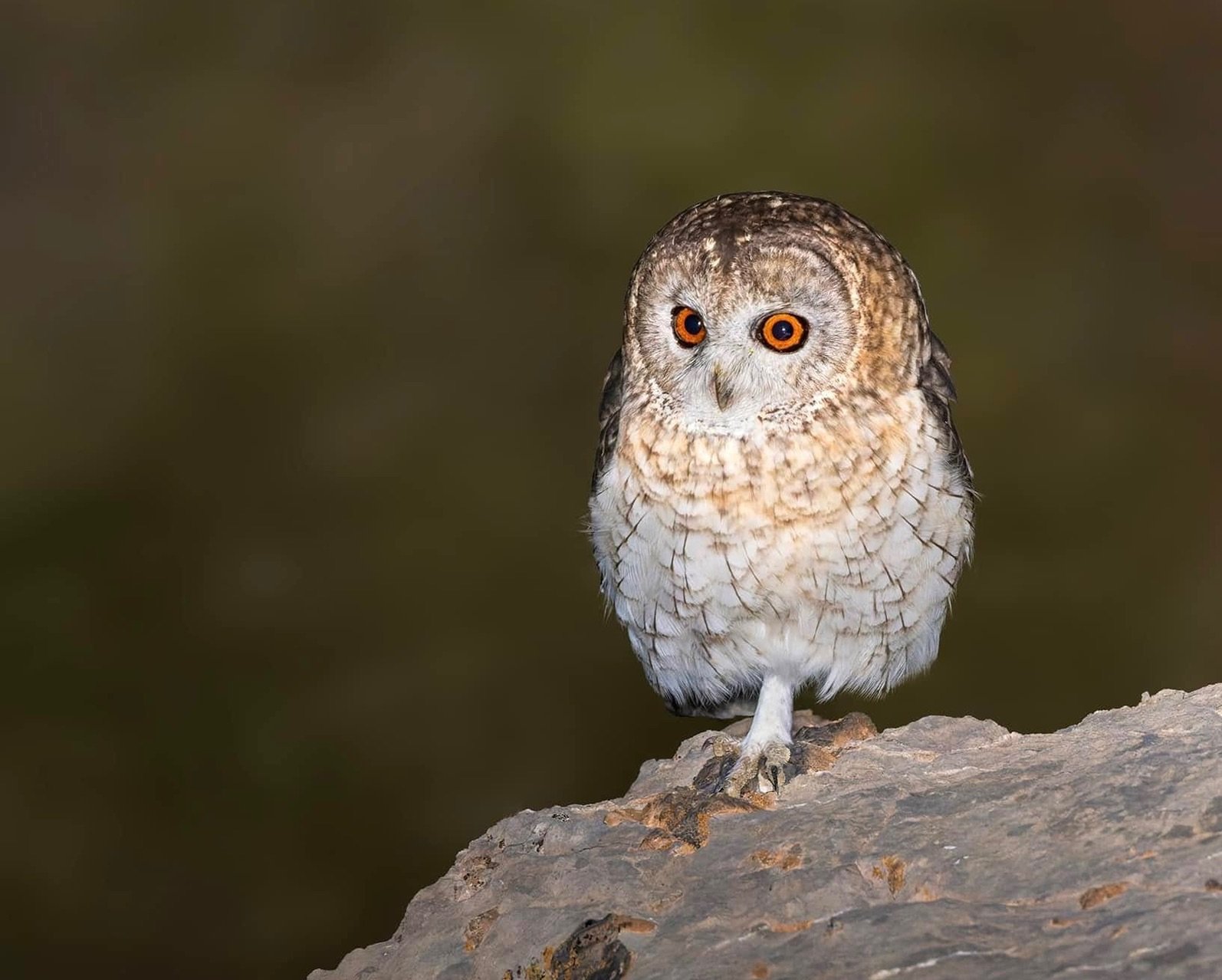 omani owl