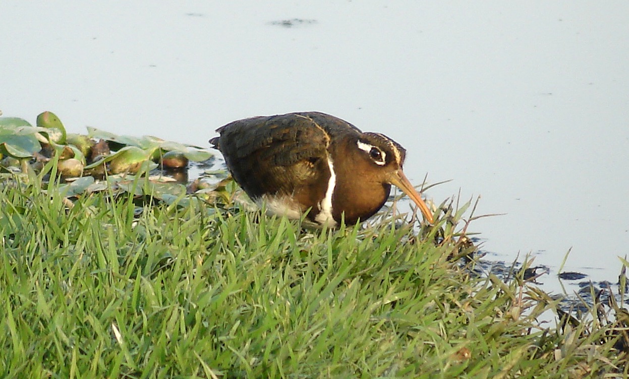 greater painted snipe