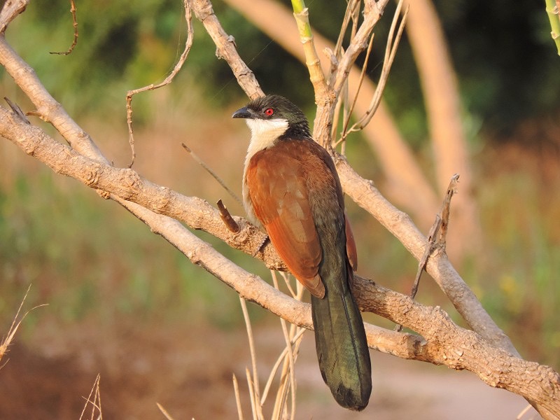 senegal coucal