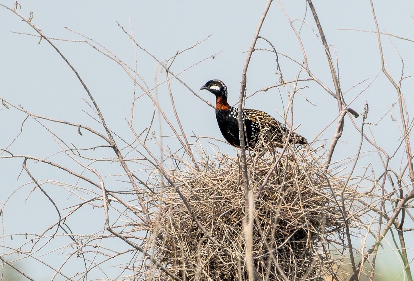 Black Francolin