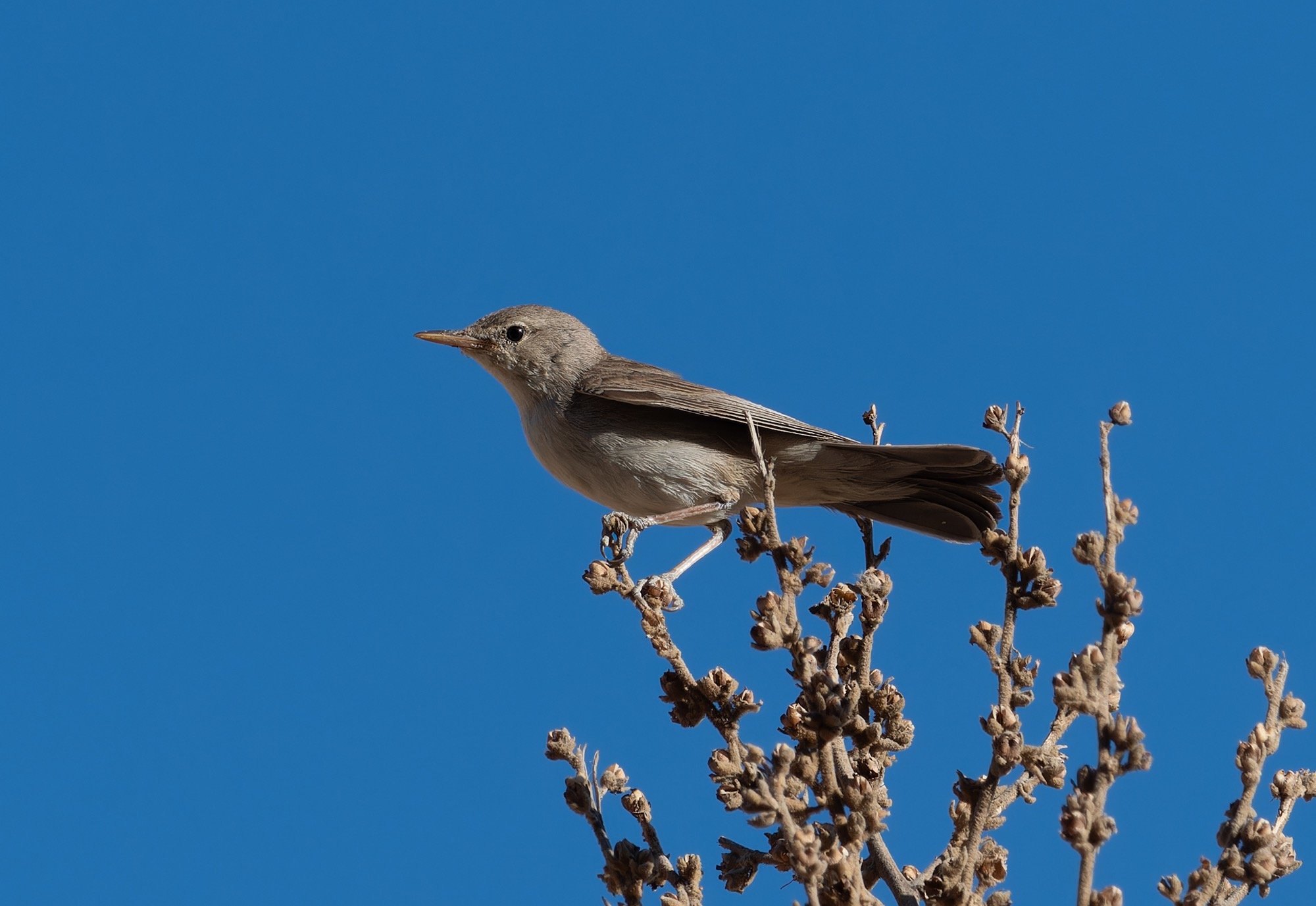 Upcher's Warbler