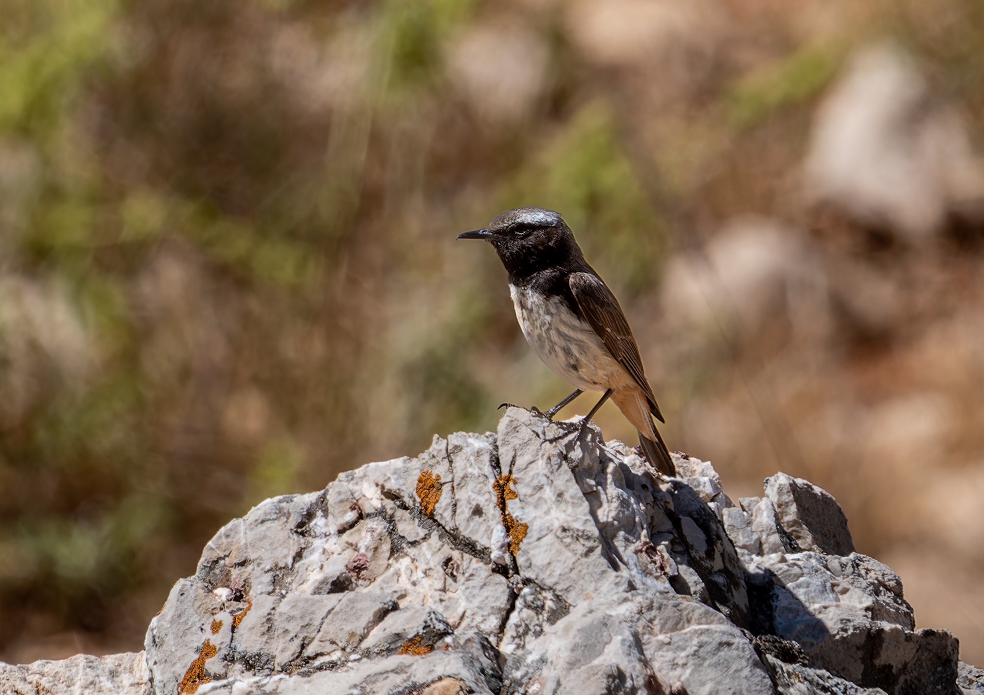 Kurdish Wheatear