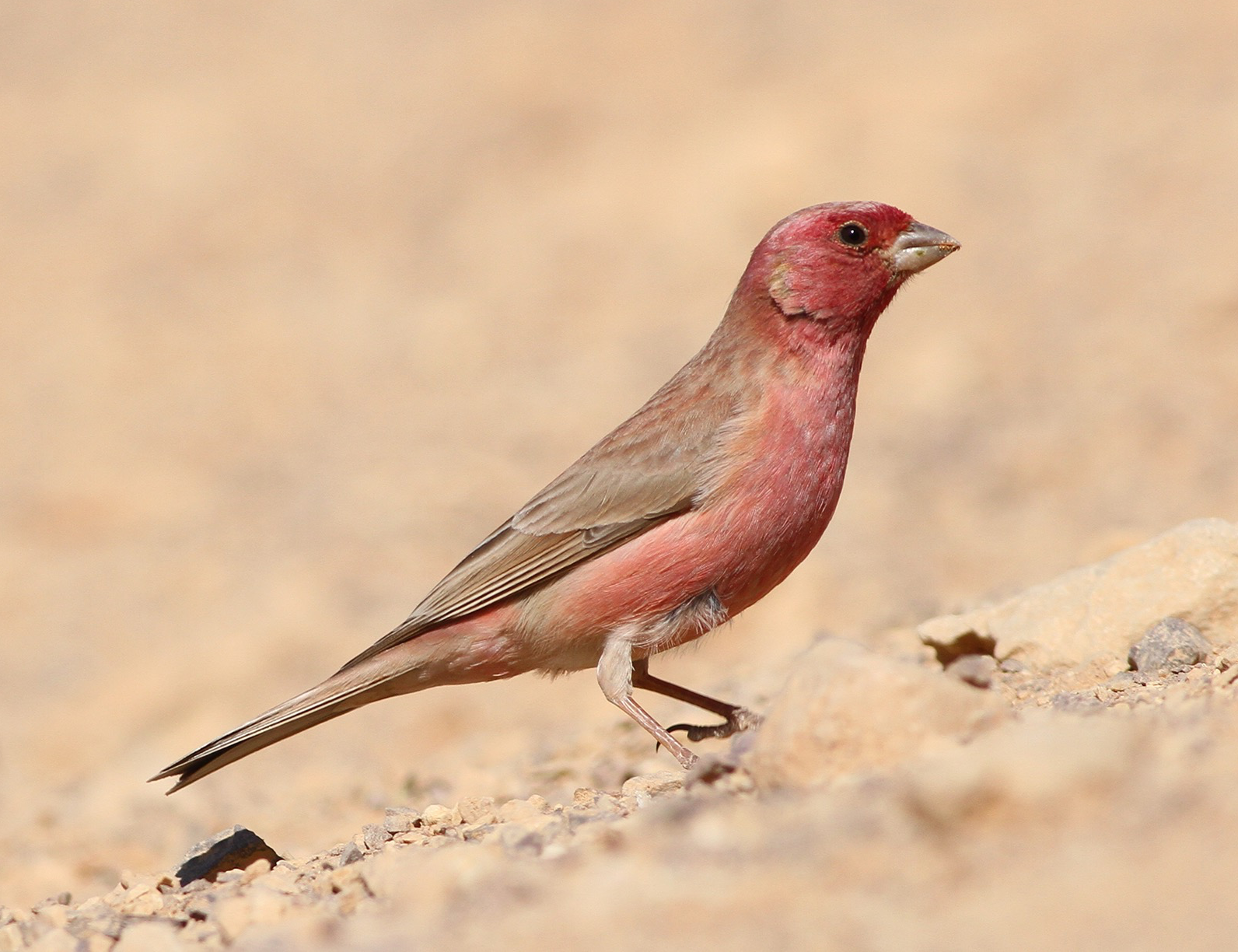 Sinai Rosefinch