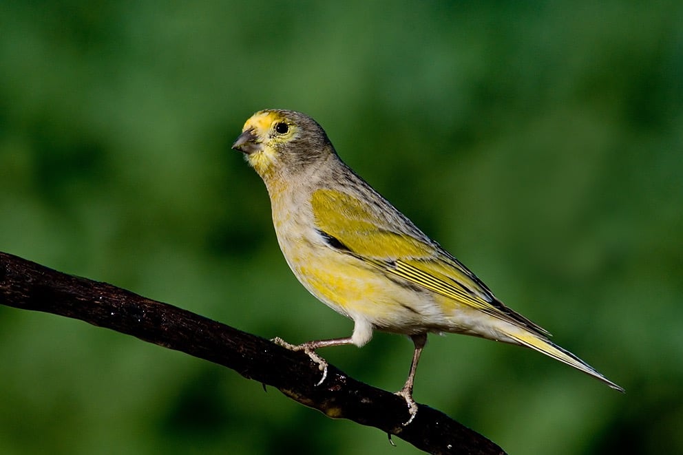 Syrian Serin