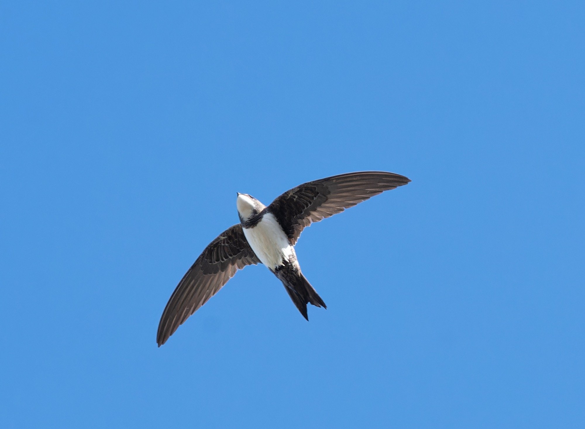 Alpine Swift