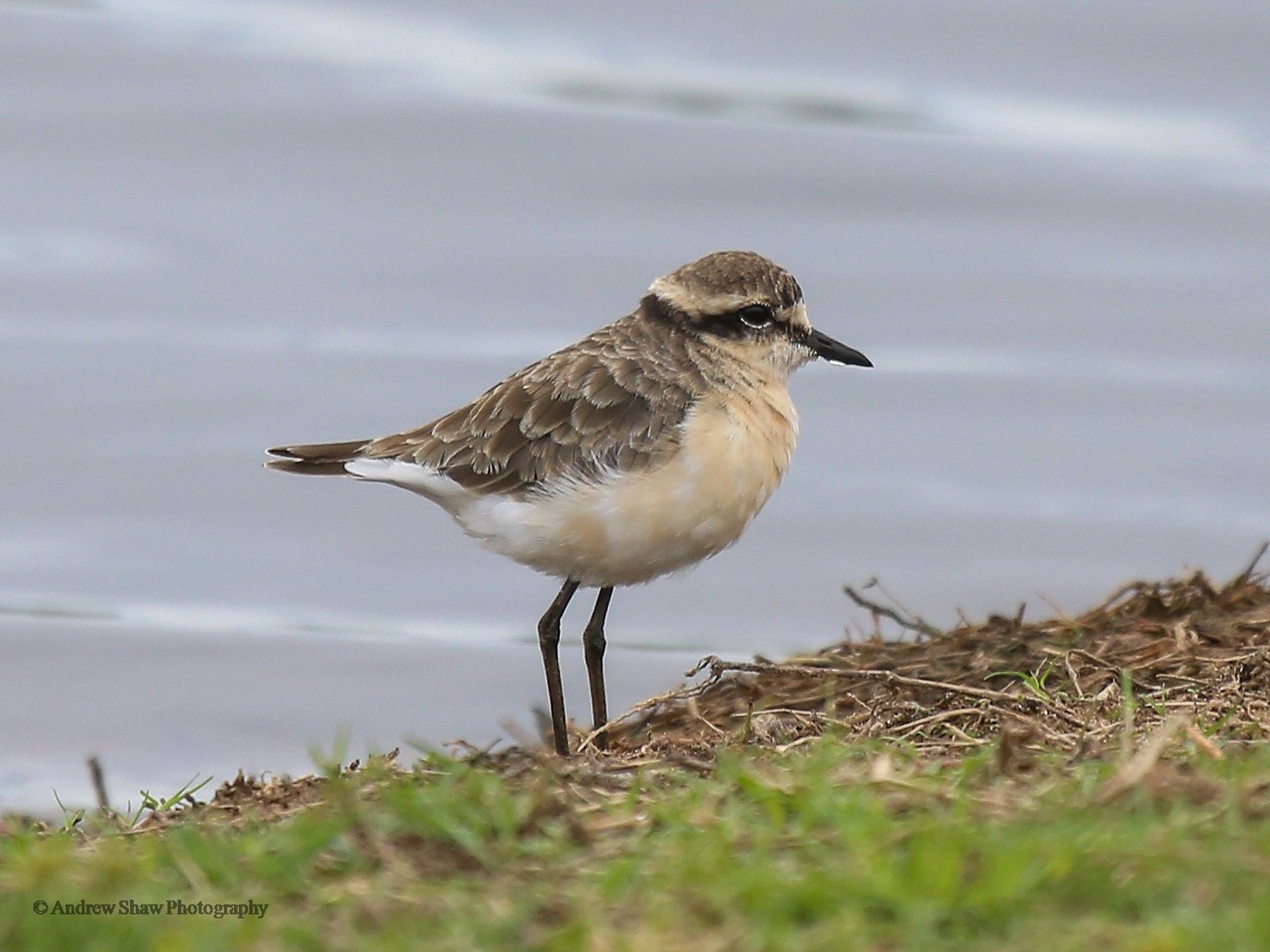 kittlitz's plover
