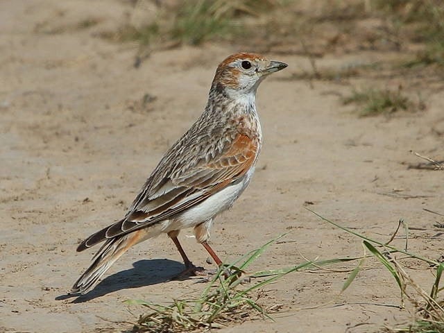White-winged Lark